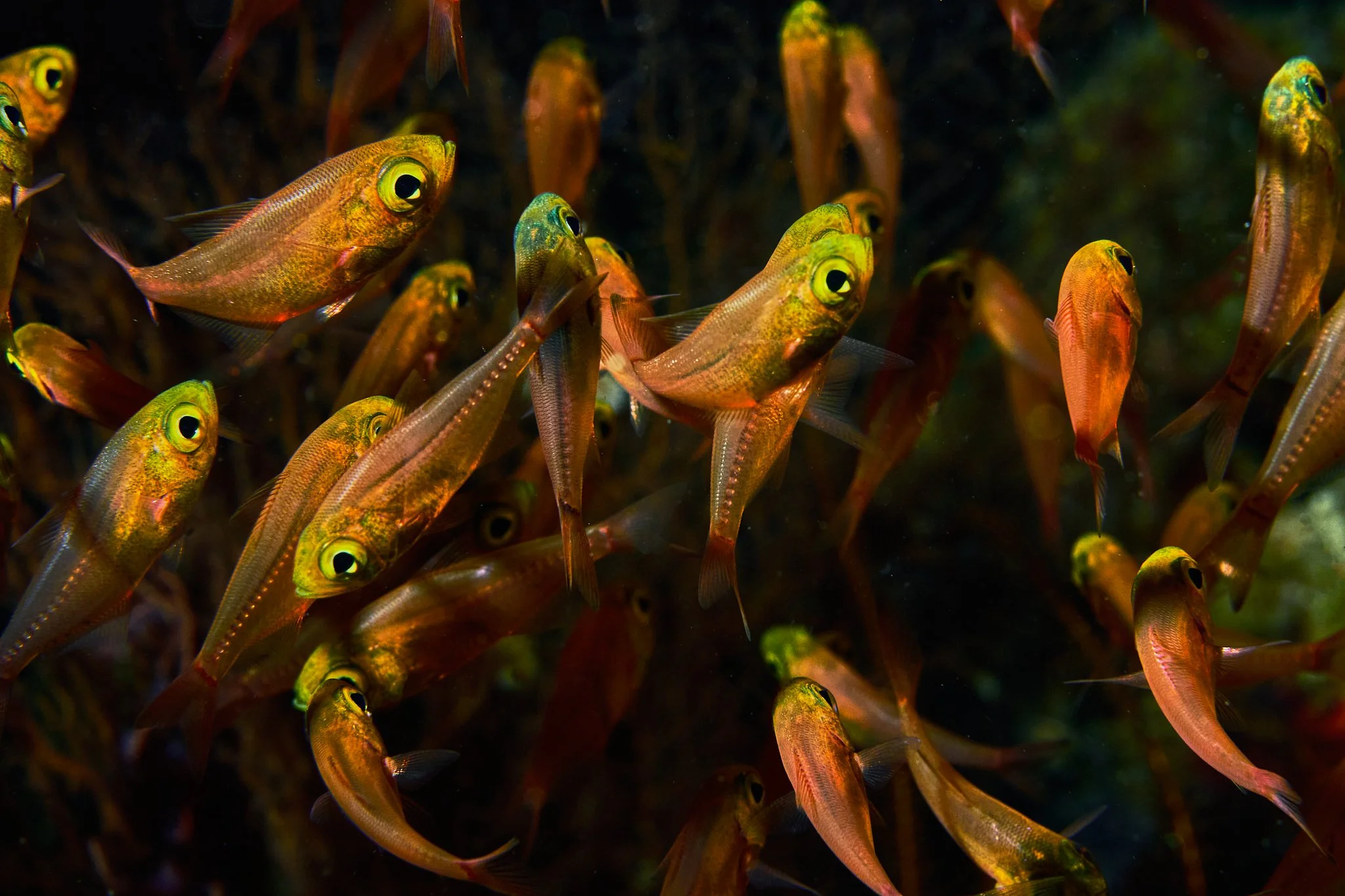 a colourful school of cardinal fish above the reef photographed by Lee starnes, underwater photographer