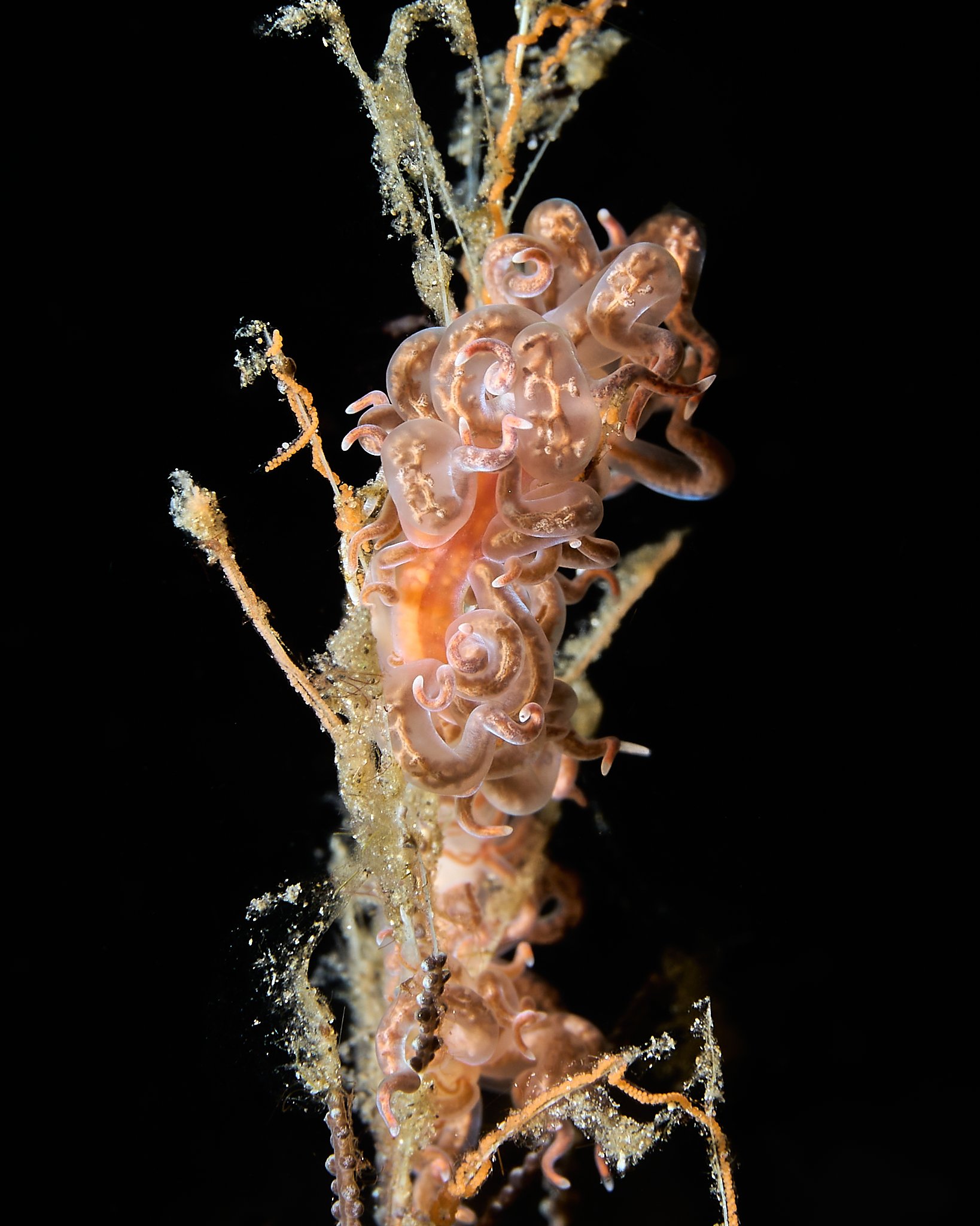 a pair of Phyllodesmium undulatum shot in alor, indonesia by underwater photographer lee starnes
