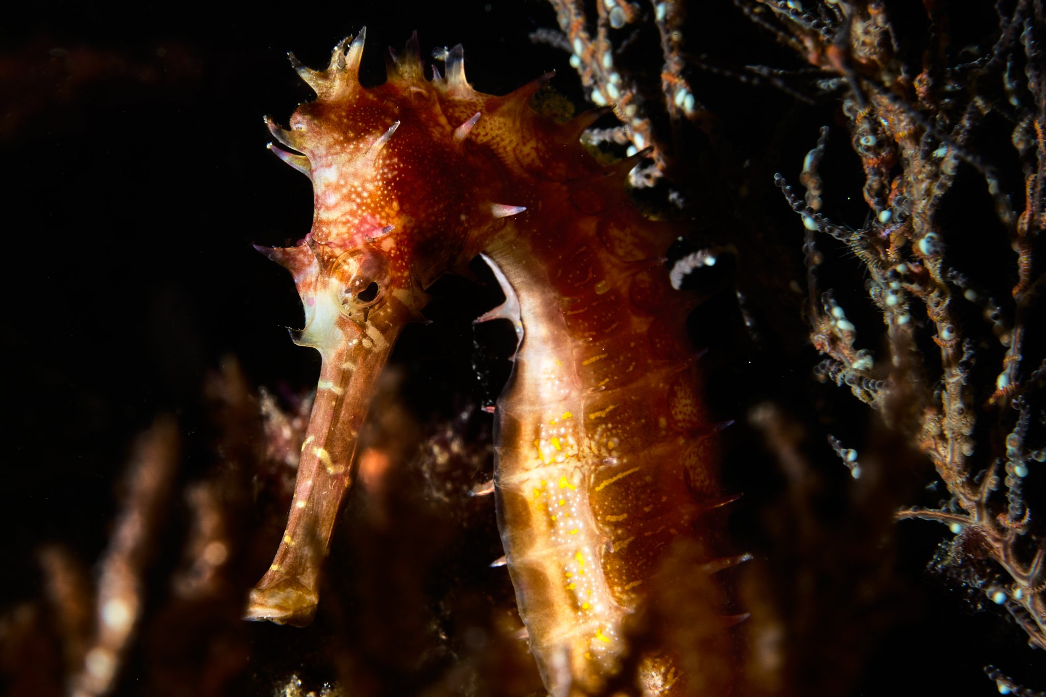A thorny seahorse photographed by Lee Starnes, in Alor Indonesia