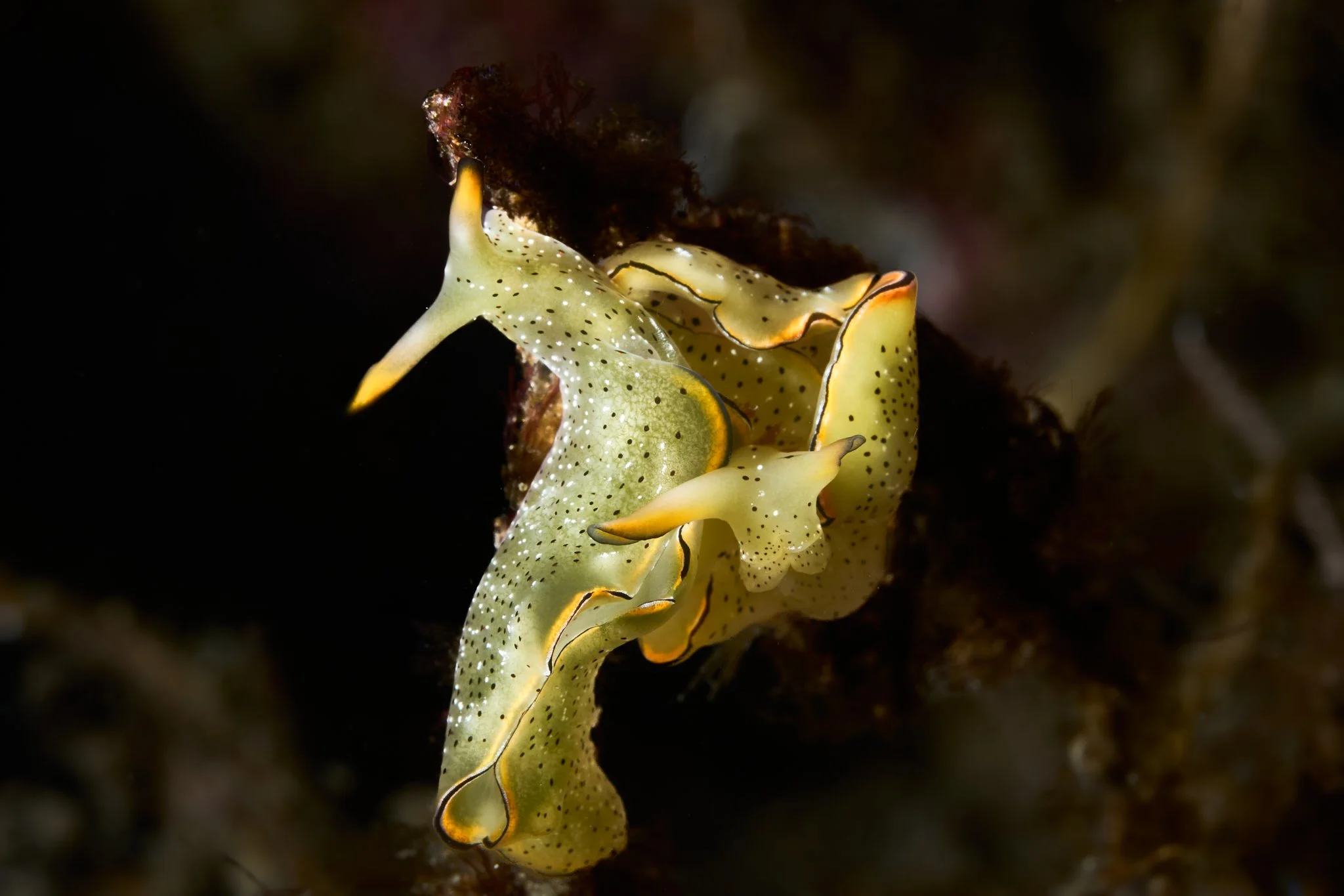 Mating pair of elysia marginata shot in alor indonesia by underwater photographer Lee Starnes