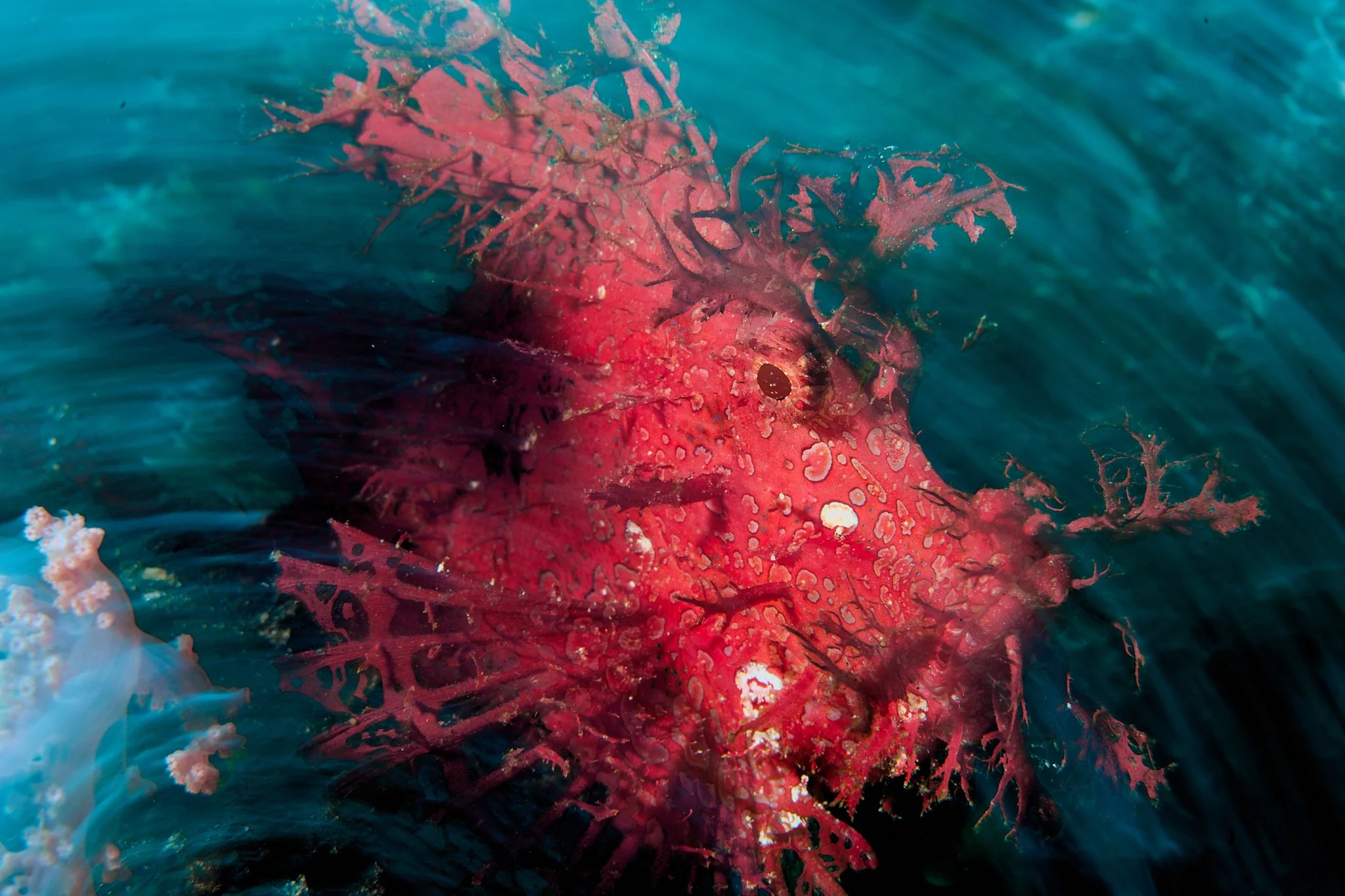 A rhinopia shot with a slow shutterspeed in Alor Indonesia by underwater photographer lee starnes