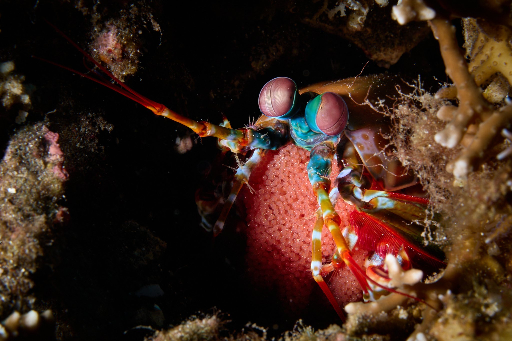 A peacock mantis shrimp with her eggs in Alor Indonesia photographed by Lee Starnes