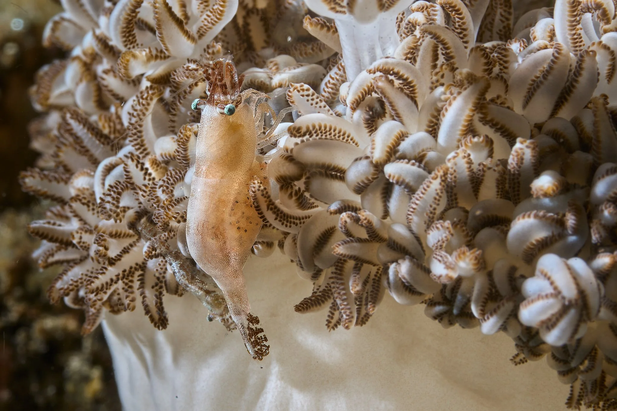 Xenia coral commensal shrimp with eggs shot in Alor, Indonesia by underwater photographer Lee Starnes