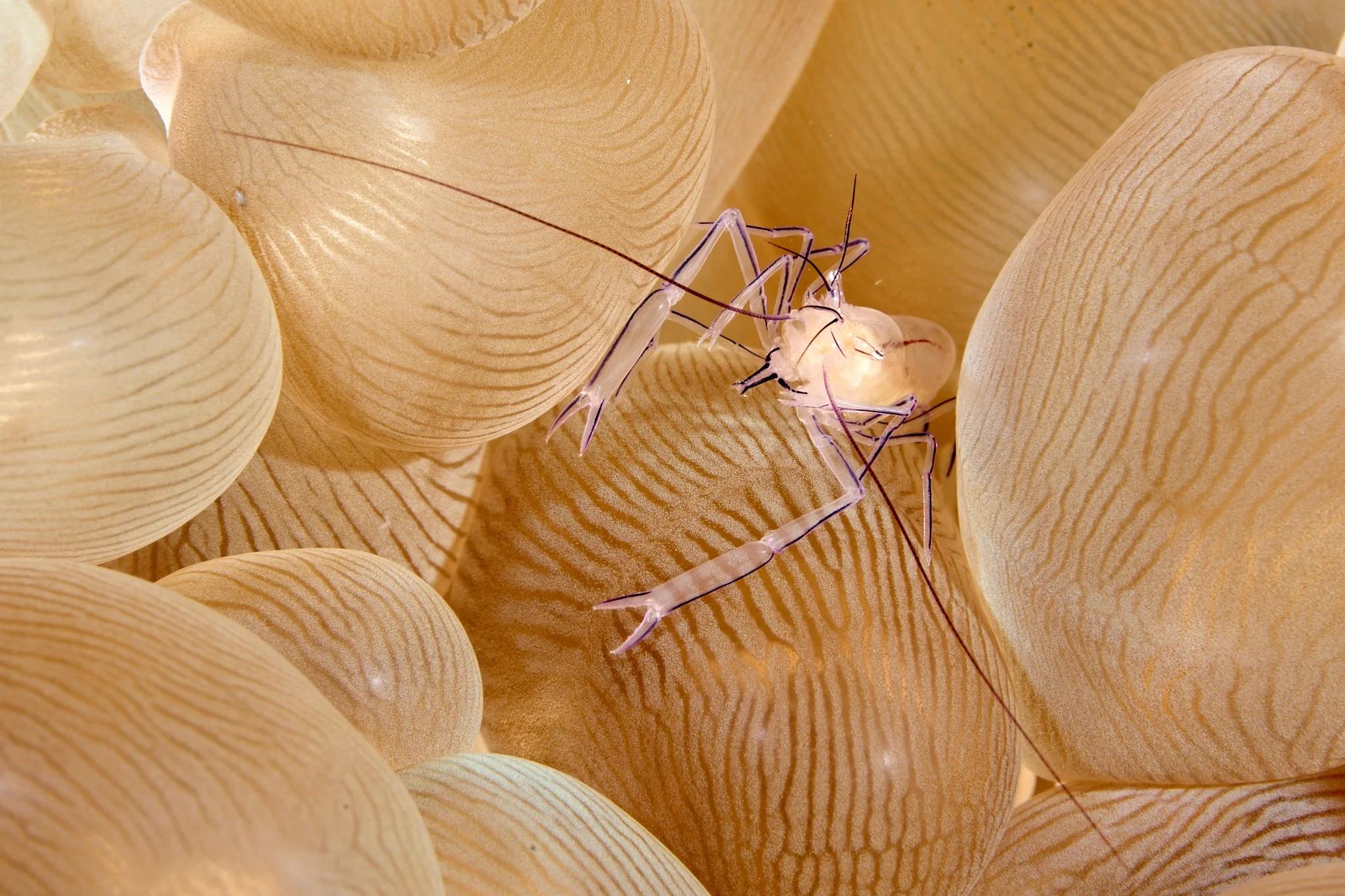 close up macro shot of glass shrimp in a bubble coral in Alor Indonesia shot by Lee Starnes 