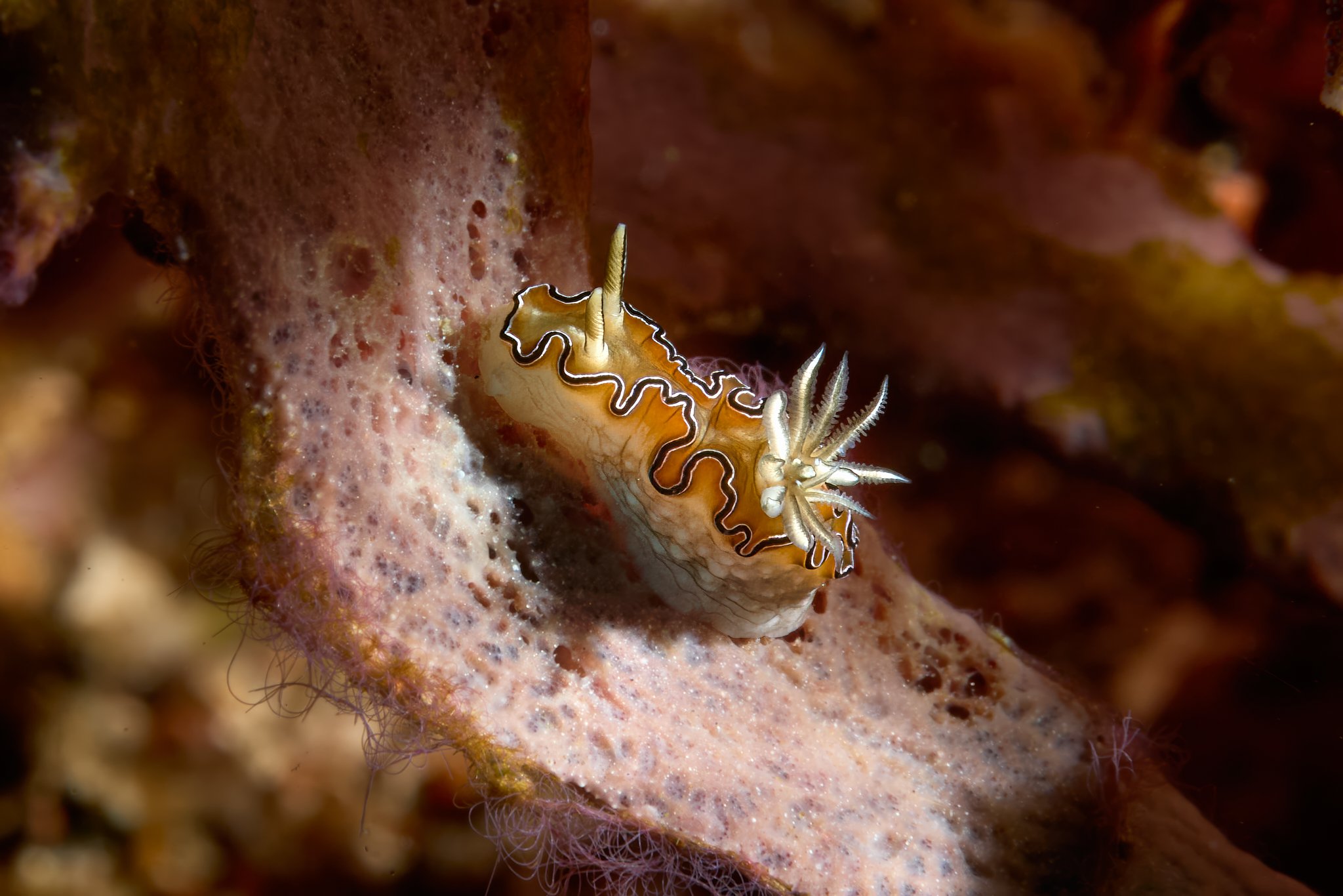 Doriprismatica balut nudibranch on a pink sponge shot in Alor, Indonesia by underwater photographer lee starnes