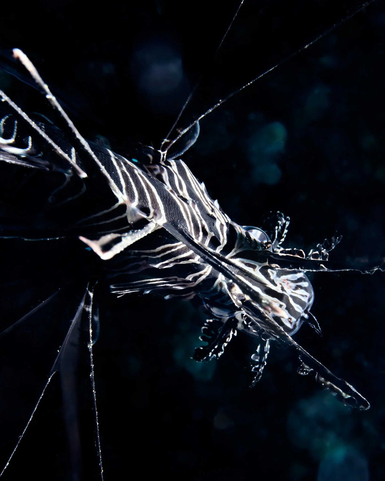 top down abstract photo of a black and white lion fish photographed by lee starnes in alor indonesia