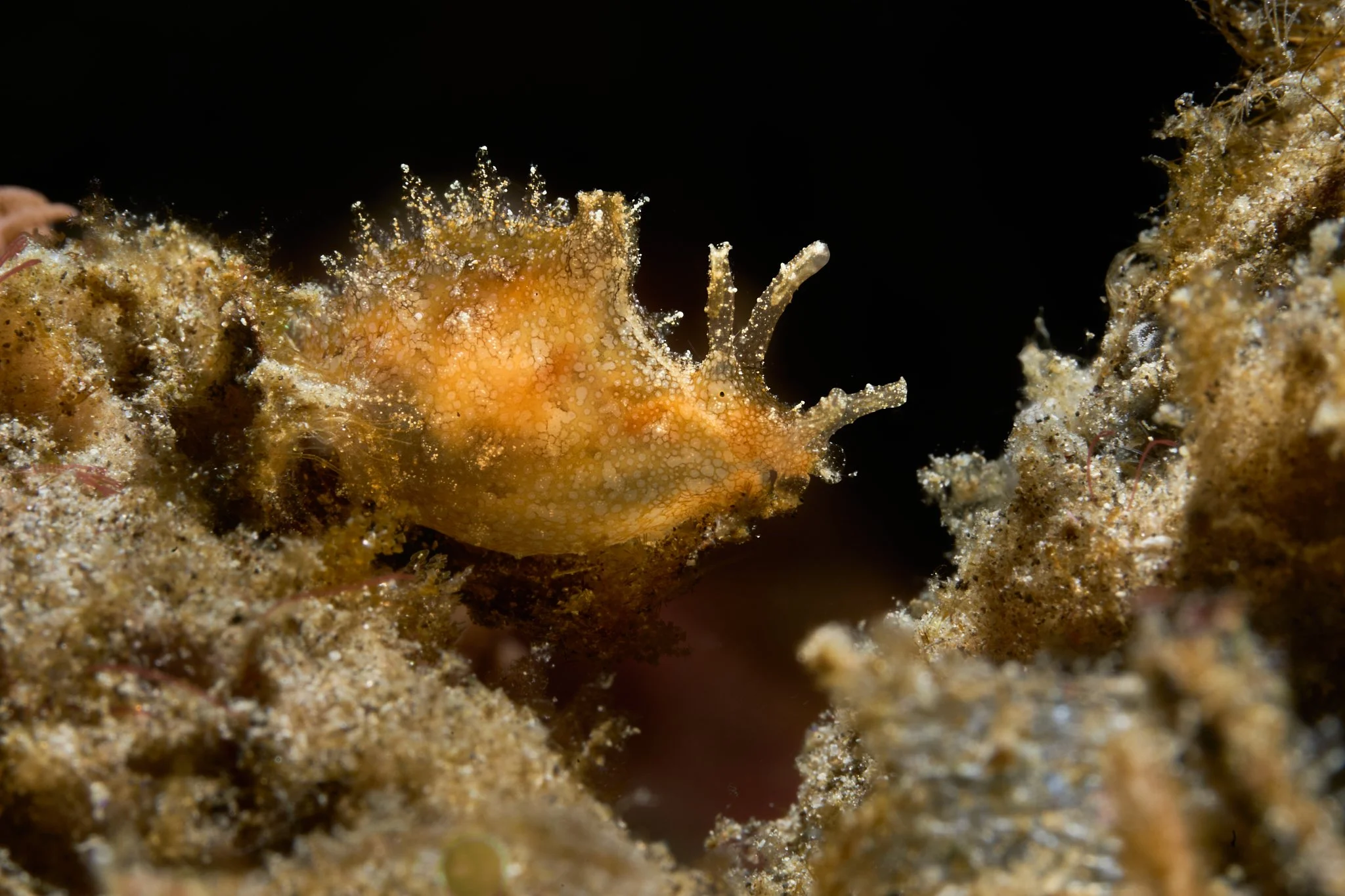 Sea hare nudibranch shot in alor, indonesia, by Lee Starnes