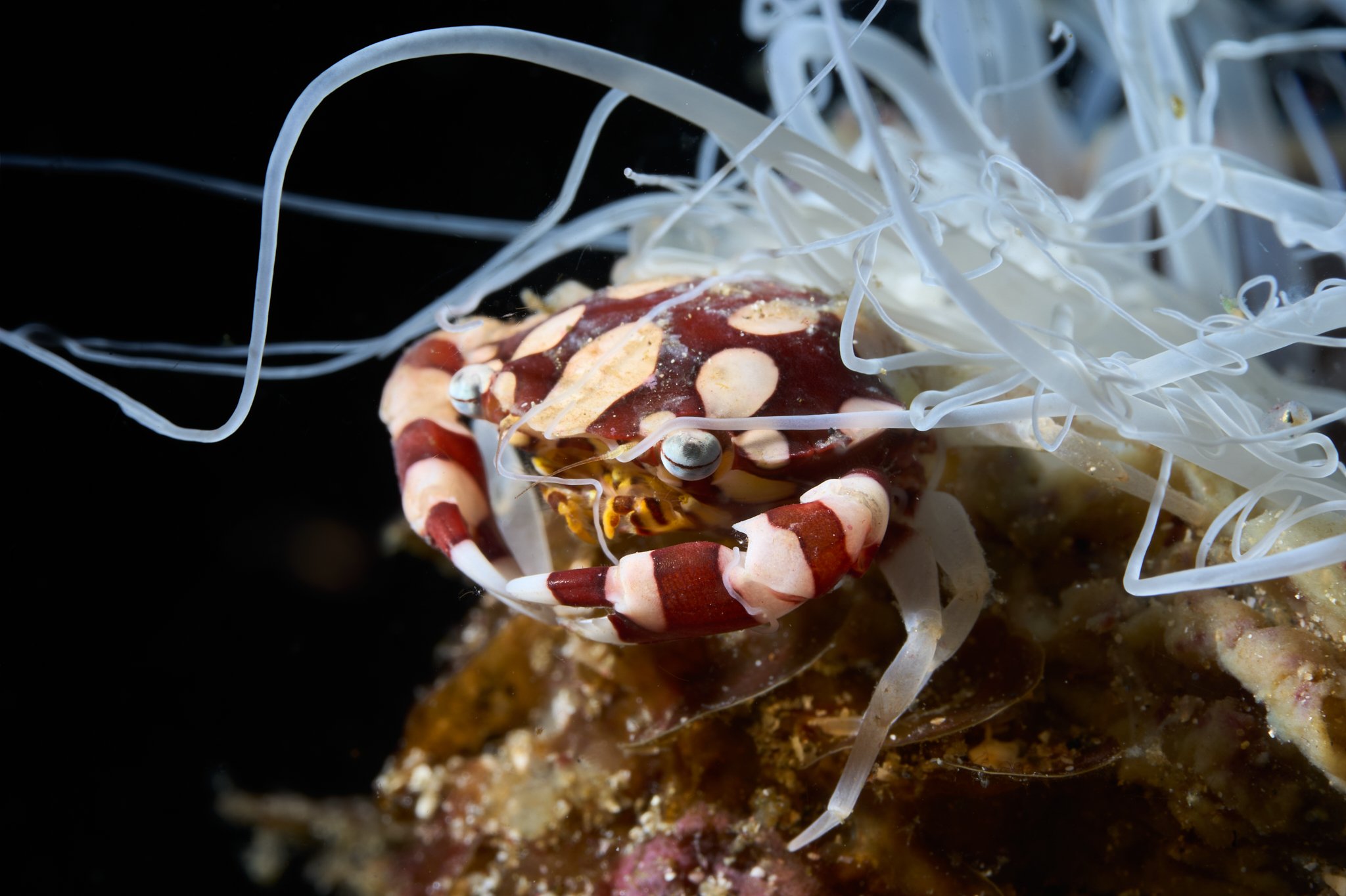 Spotted porcelain crab on a tube anemone in Alor, Indonesia shot by photographer Lee Starnes