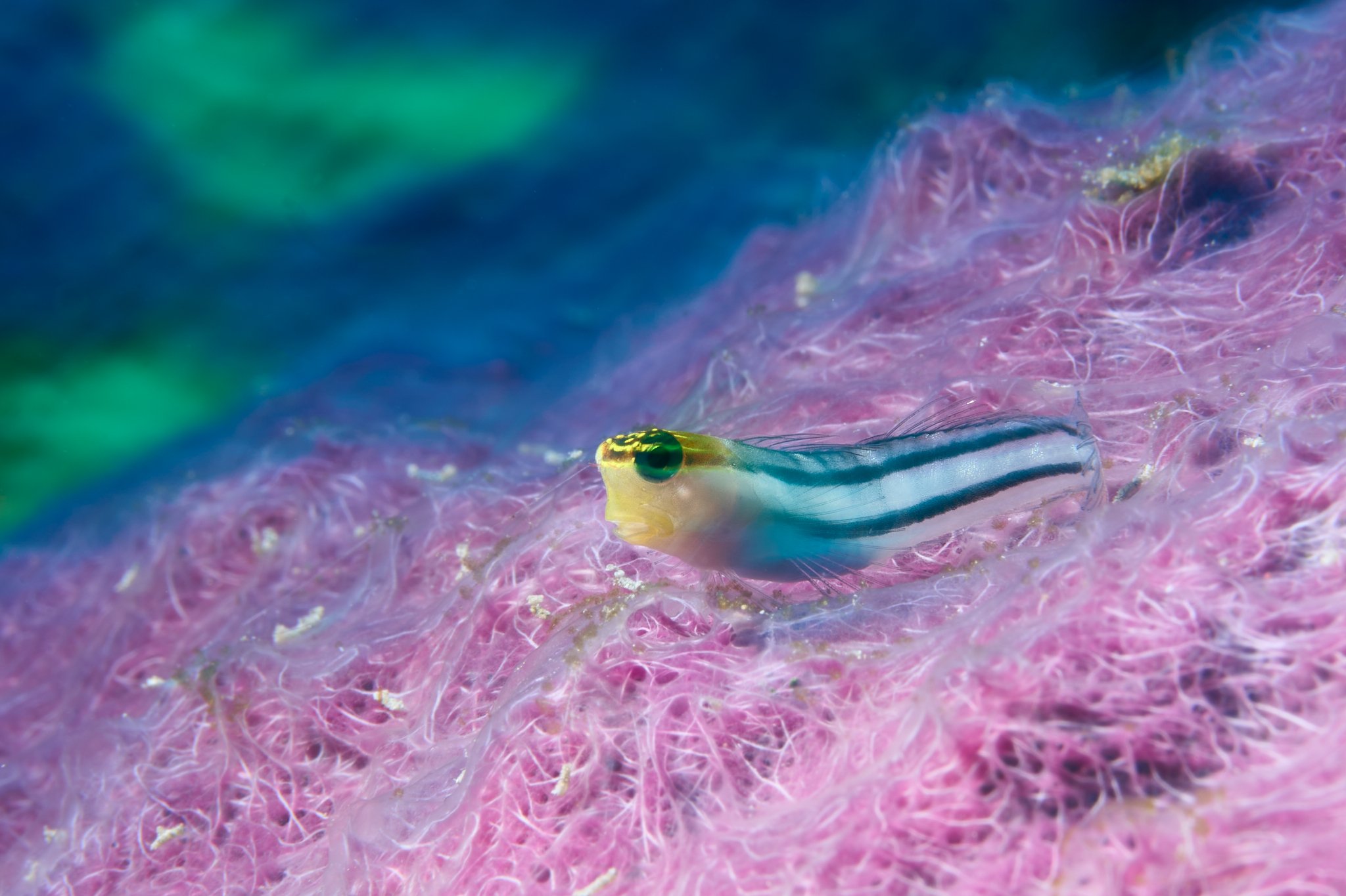 Slow shutter speed image of a goby on top of a pink coral in Alor indonesia photographed by lee starnes