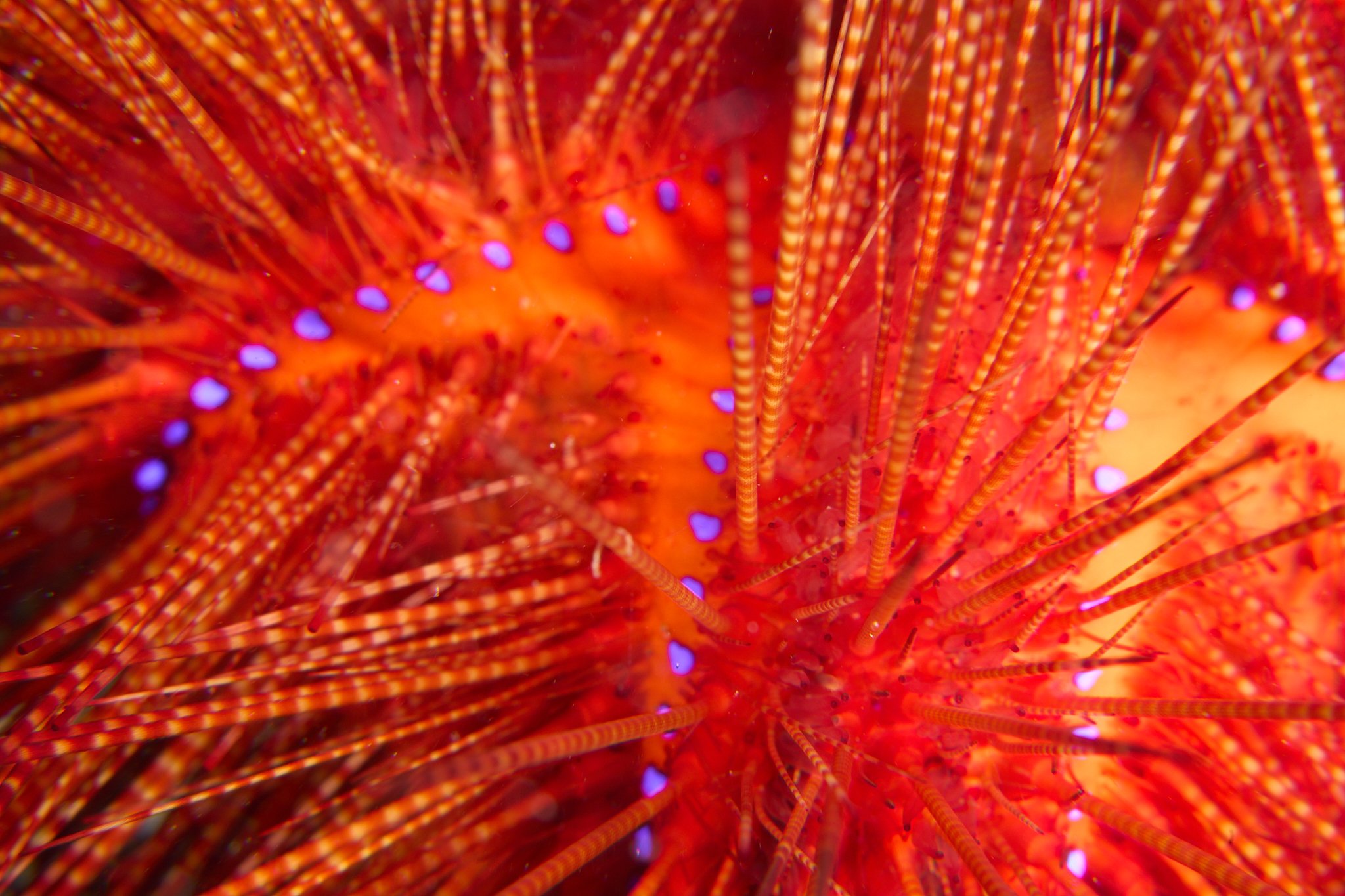 Close up abtract of a fire urchin in Alor Indonesia. Photographed by underwater photographer lee starnes