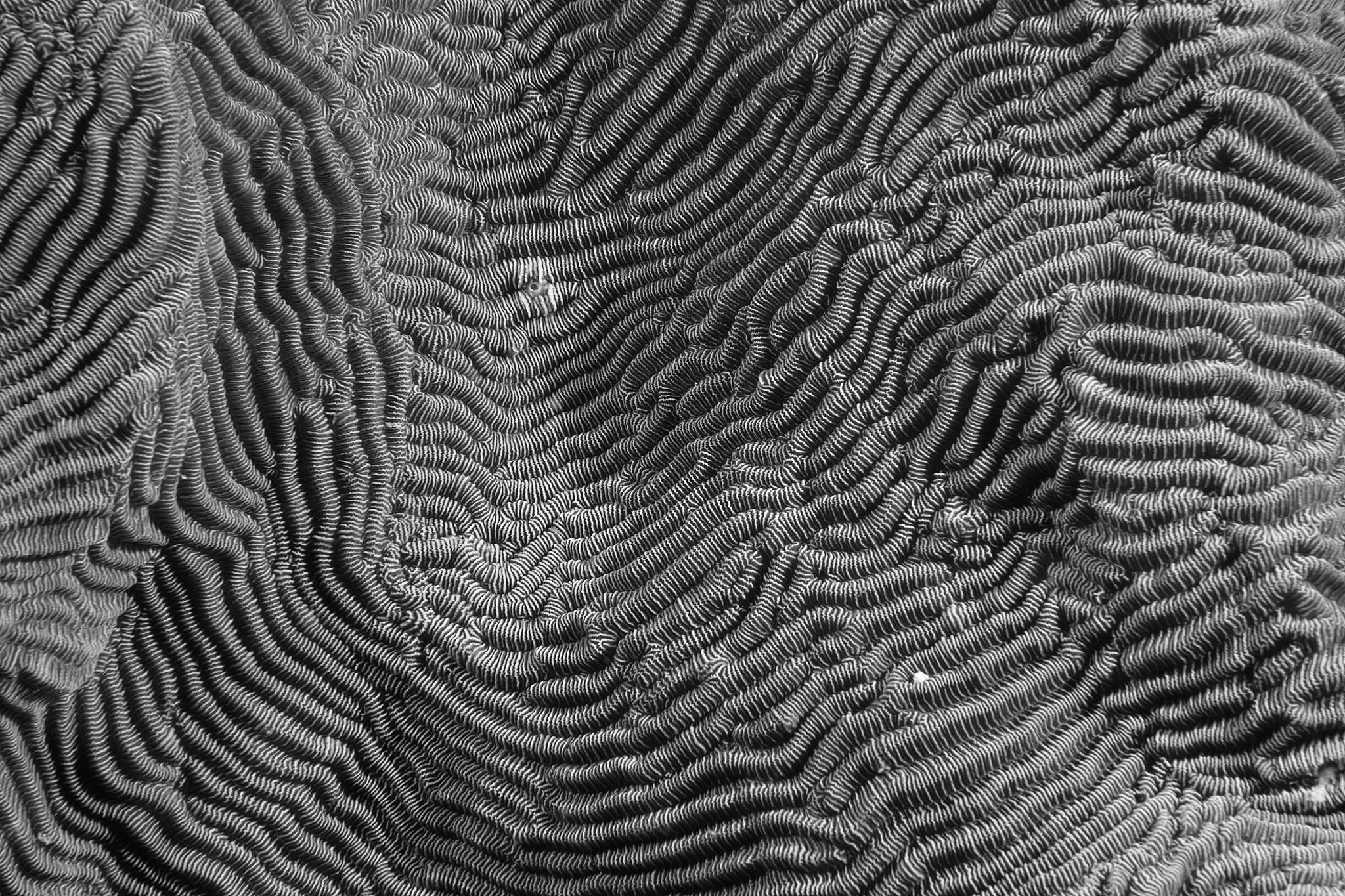 Black and white coral patterns shot by underwater photographer lee starnes