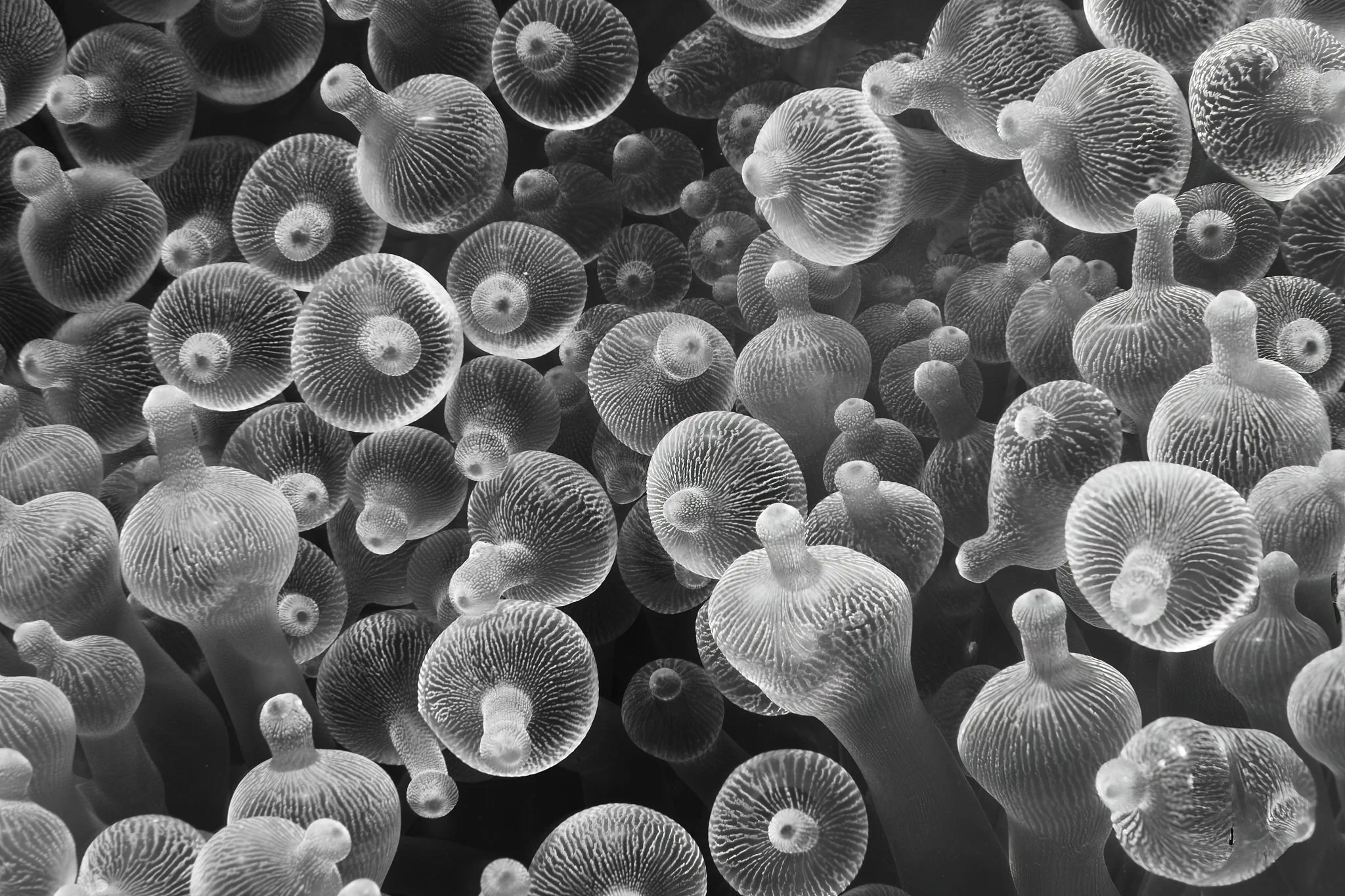 Fine art black and white image of an anemone shot by underwater photographer Lee Starnes