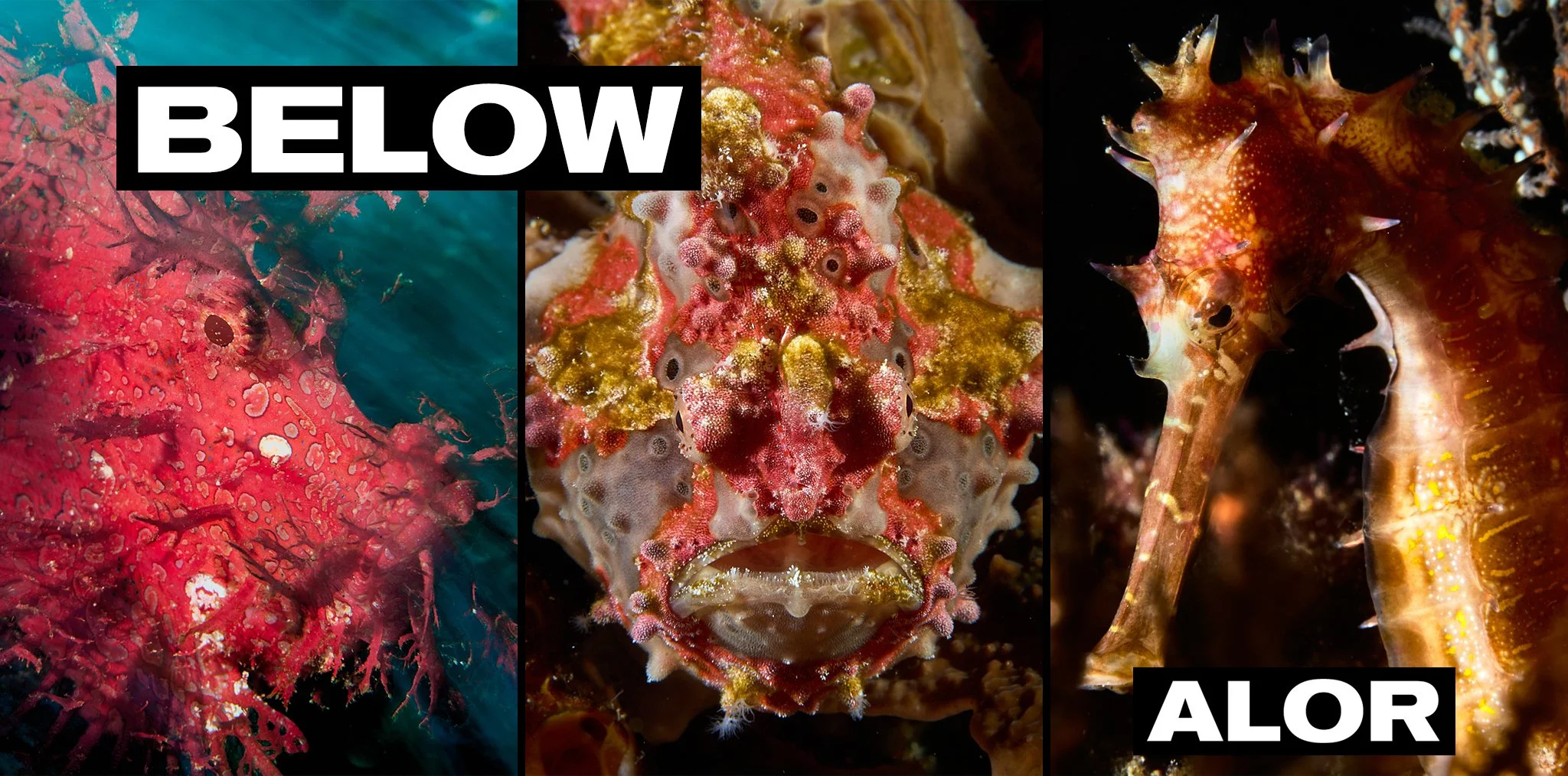 Below - Underwater photography in Alor, Indonesia