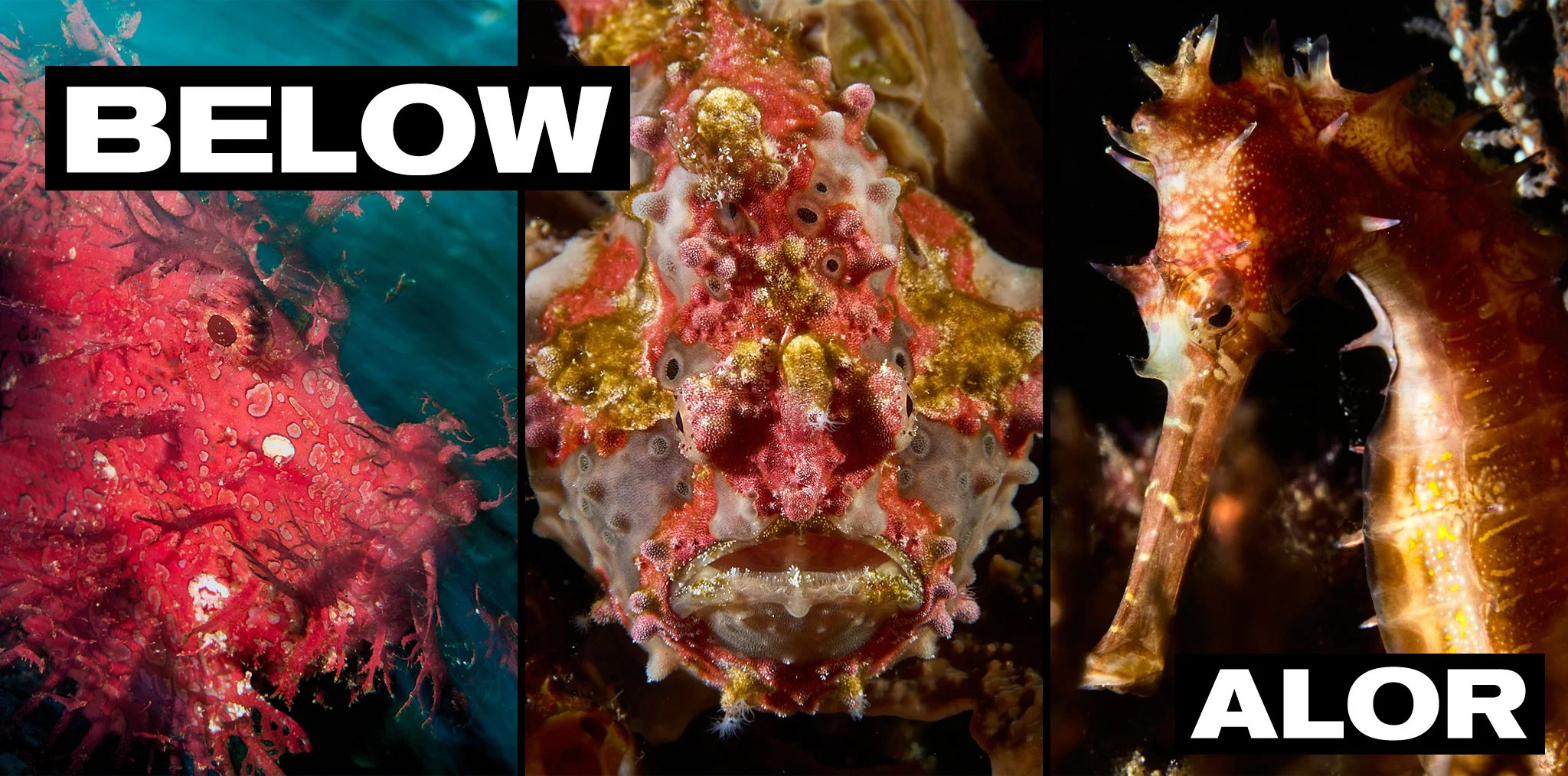 a 3 photo collage of a rhinopia, a warty frog fish, and a thorny seahorse all photographed in Alor, Indonesia by underwater photographer lee starnes