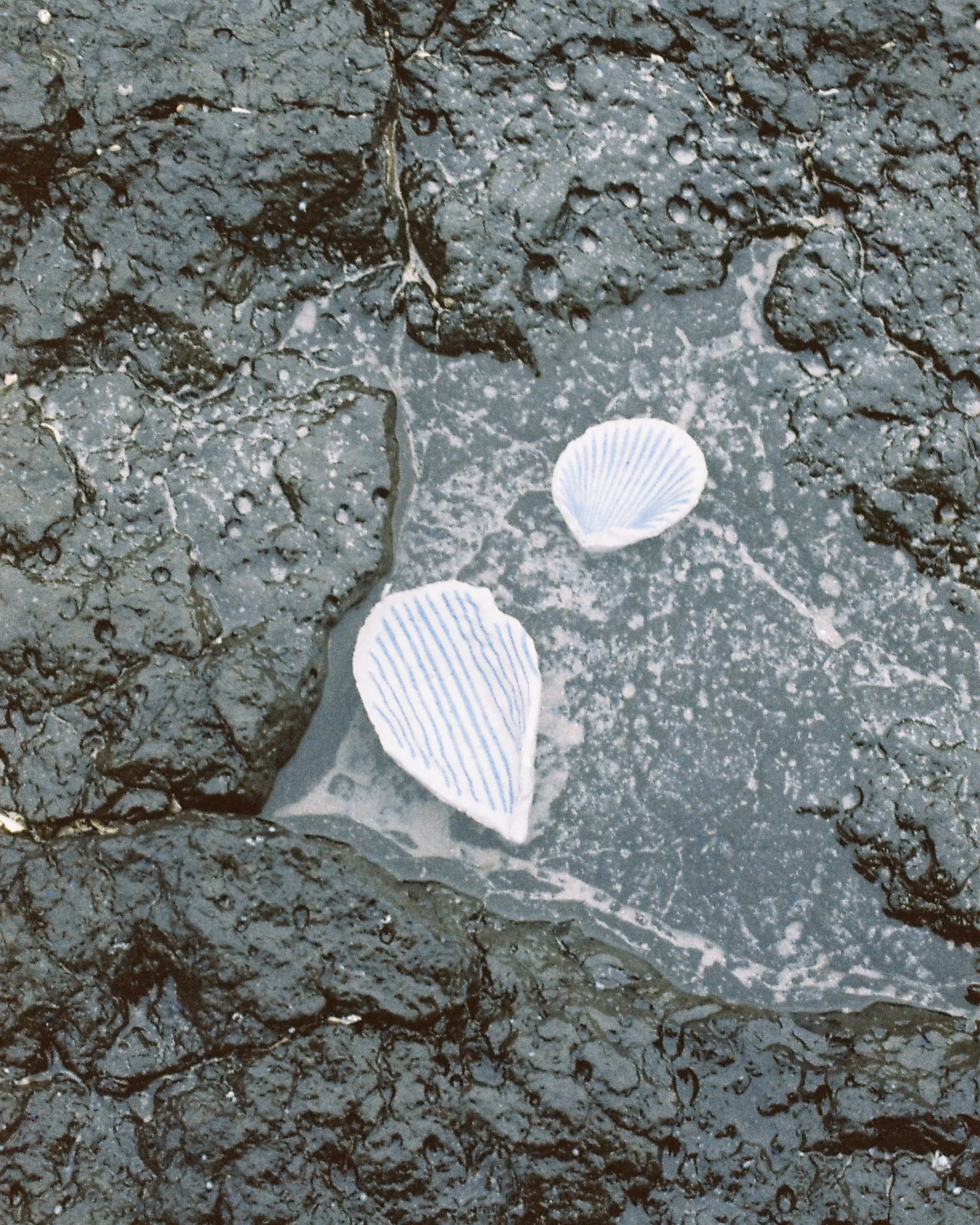 Lines-of-blue-ceramic-seashells-rachel-charge.jpg