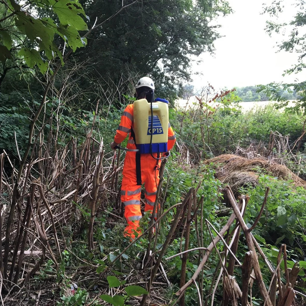 Invasive Species — Vertex Access | Rope Access | Drone Surveys | Rail