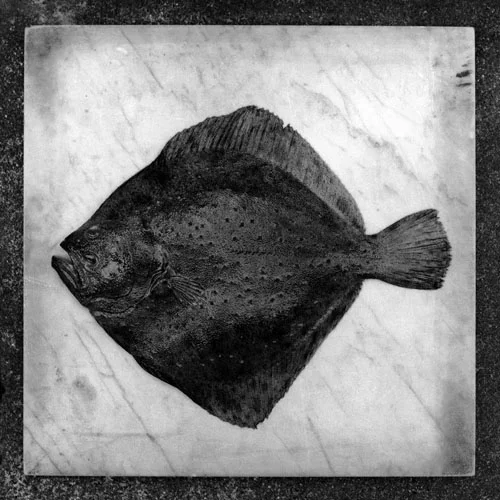 turbot7027s-copy.jpg