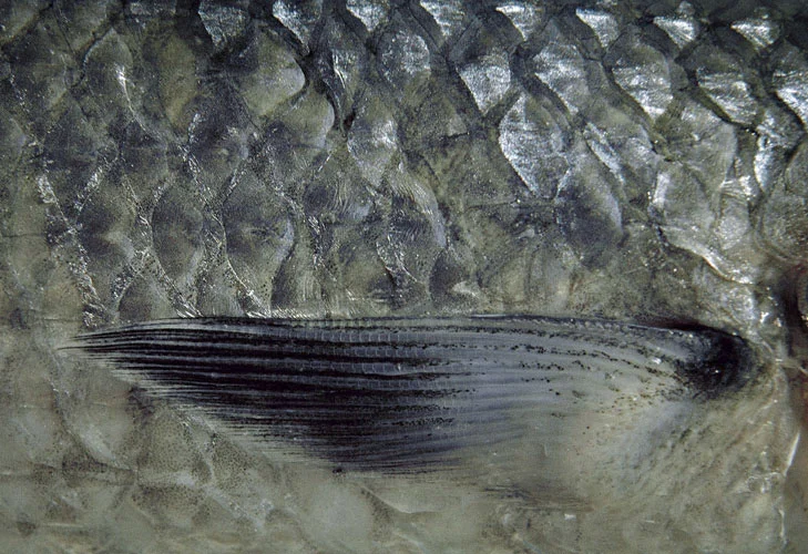 fisk1s-copy.jpg
