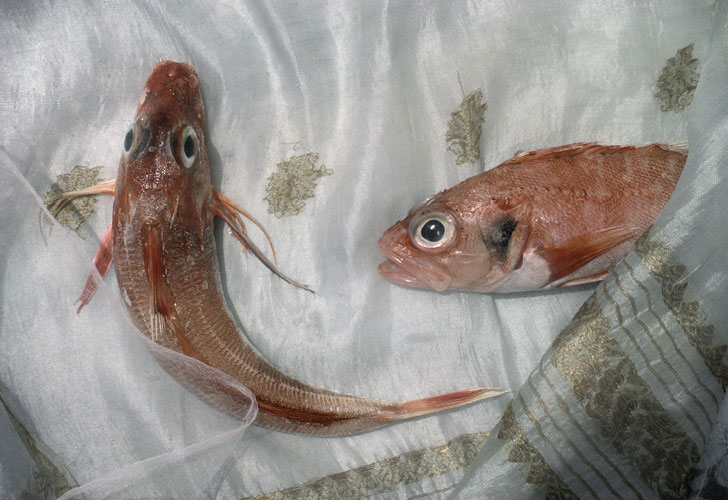fisk22s-copy-4.jpg