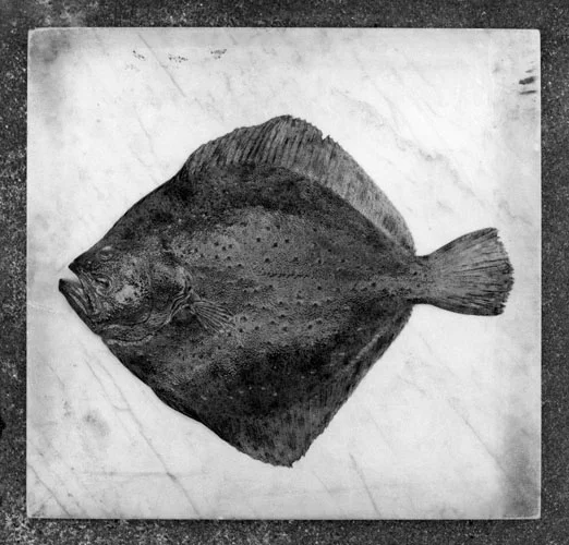 turbot7027.jpg