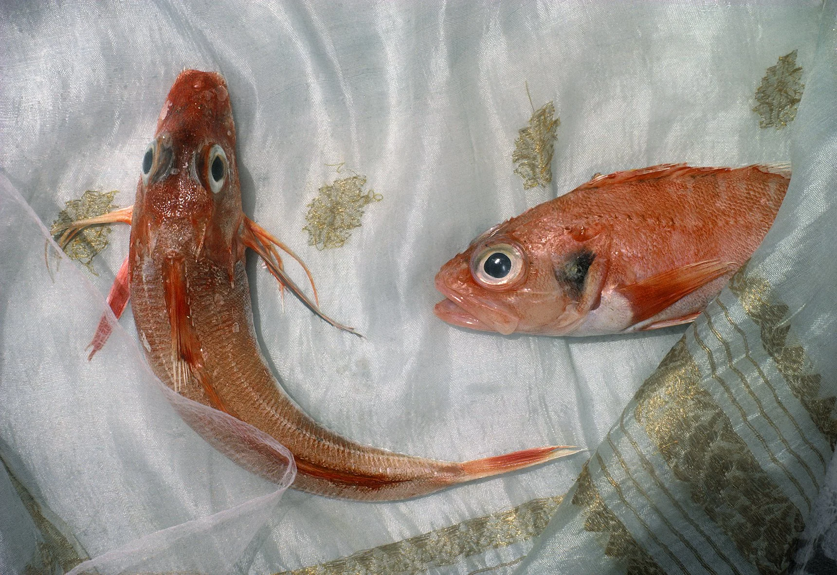 fisk22s copy 4.jpg