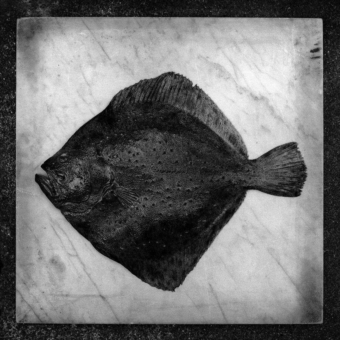 turbot7027s copy.jpg