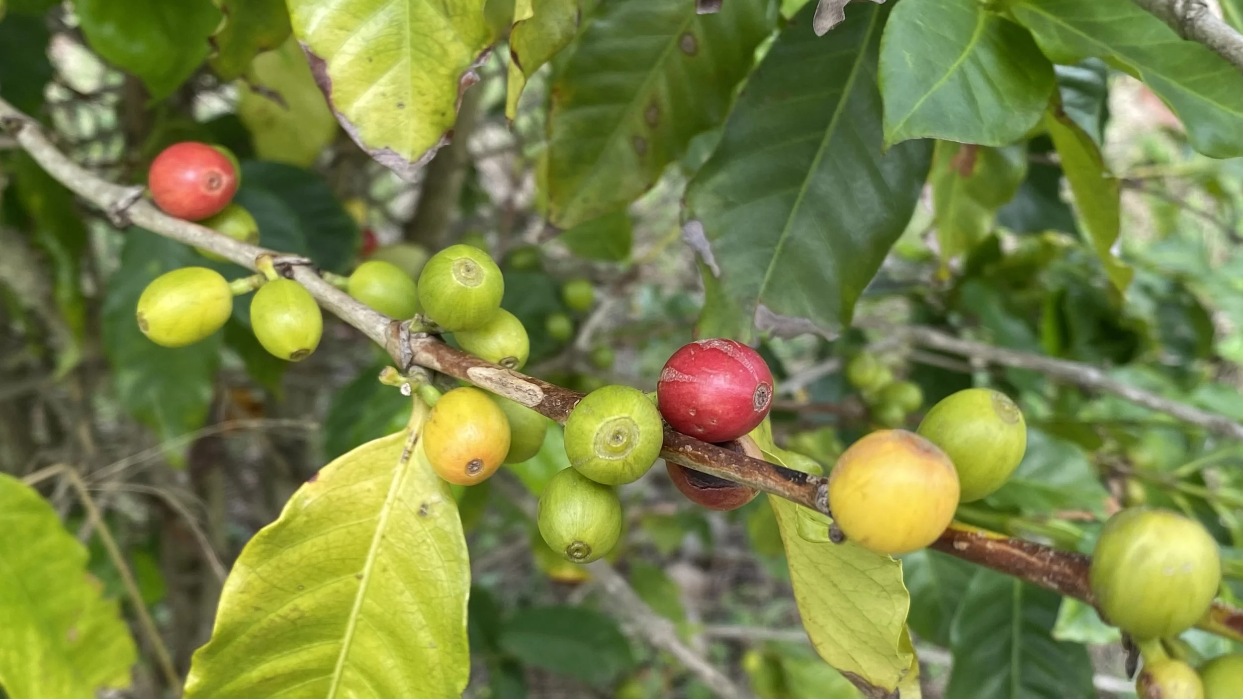 Coffee Cherries 2025.jpeg