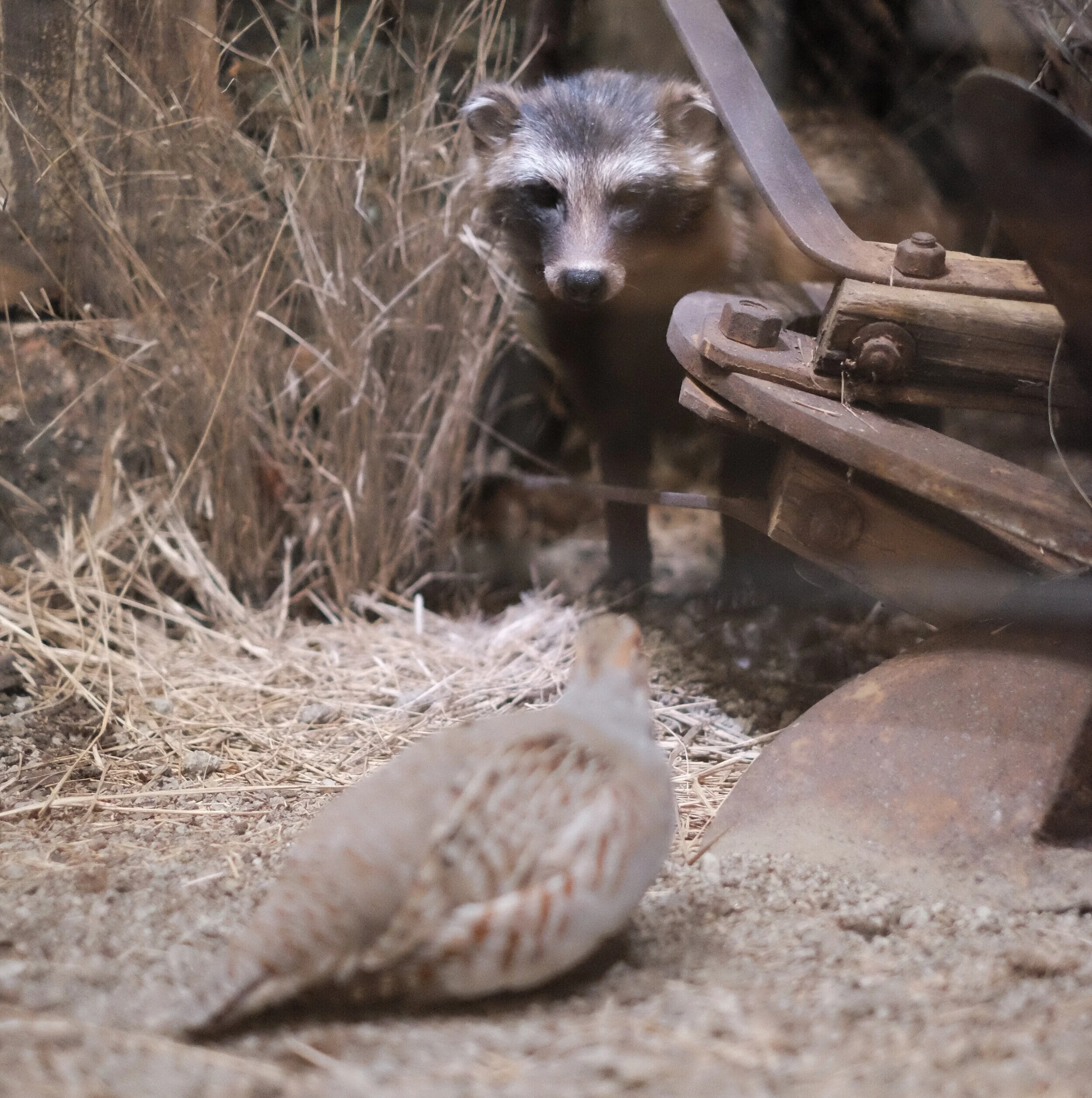 Häijään pienpetokilpailu osa 2 - tutkimustietoa pienpedoista