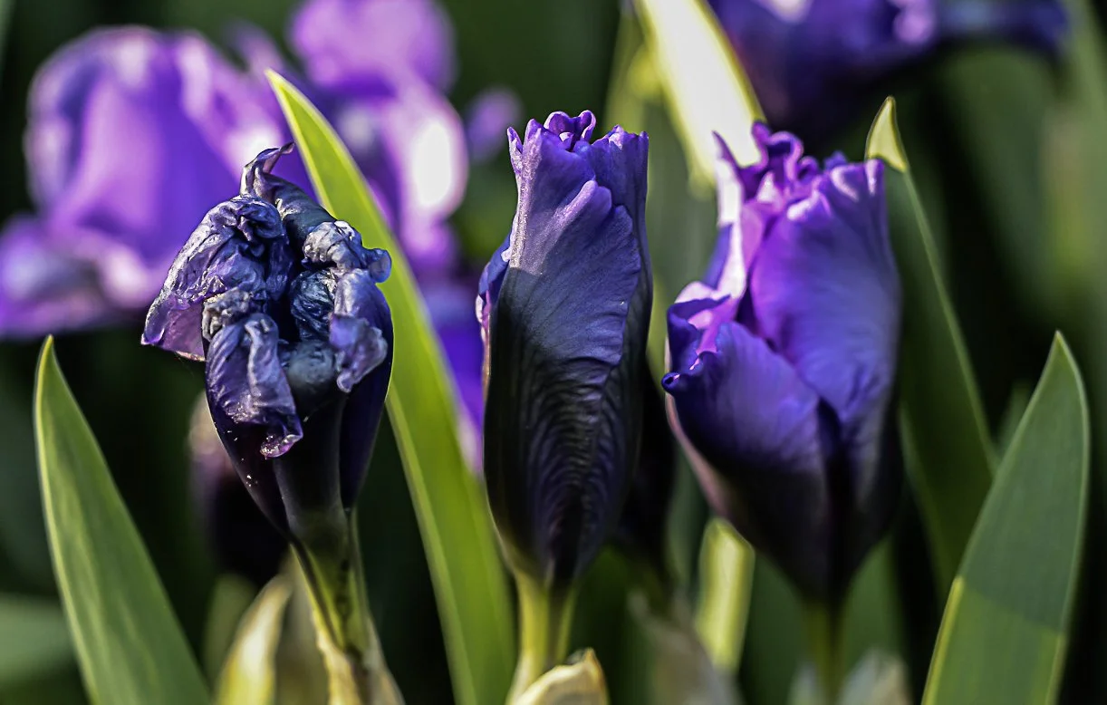 Opening Reception - Duneland Photography Club at The Village Gallery
