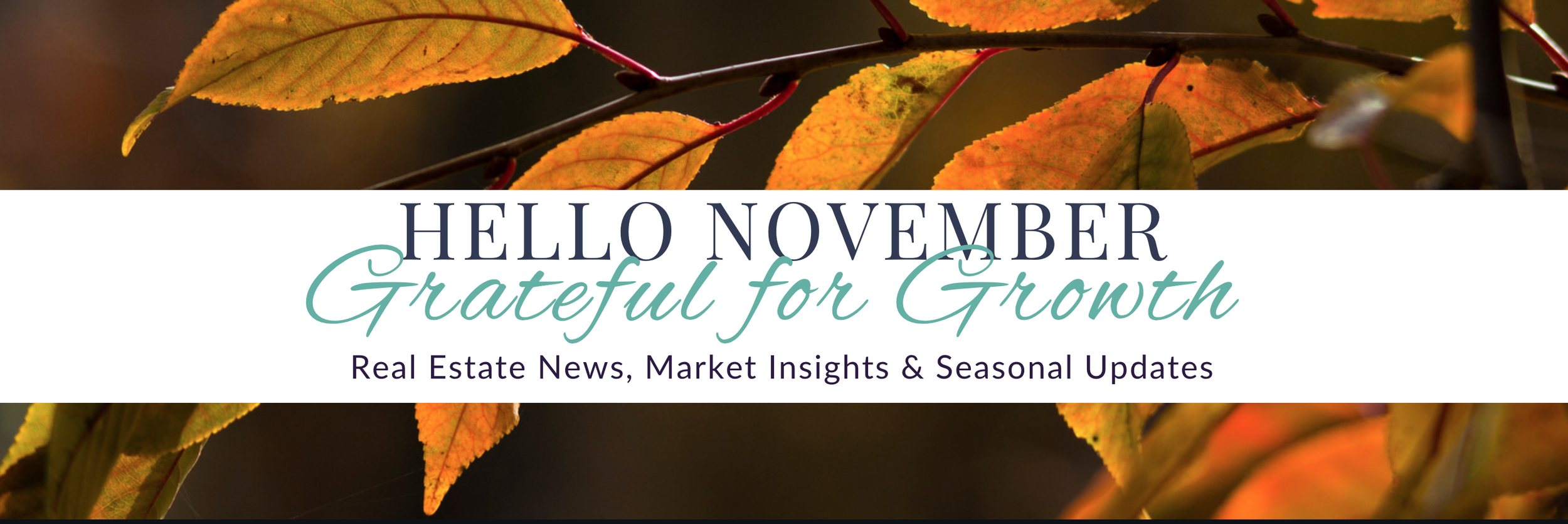 November 2024 Newsletter