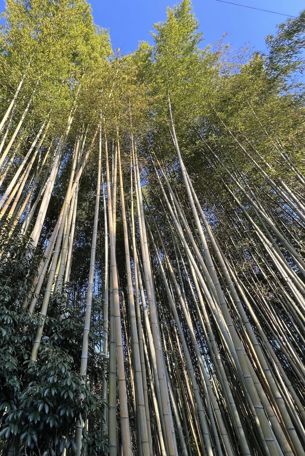 bamboo forest 3.jpeg
