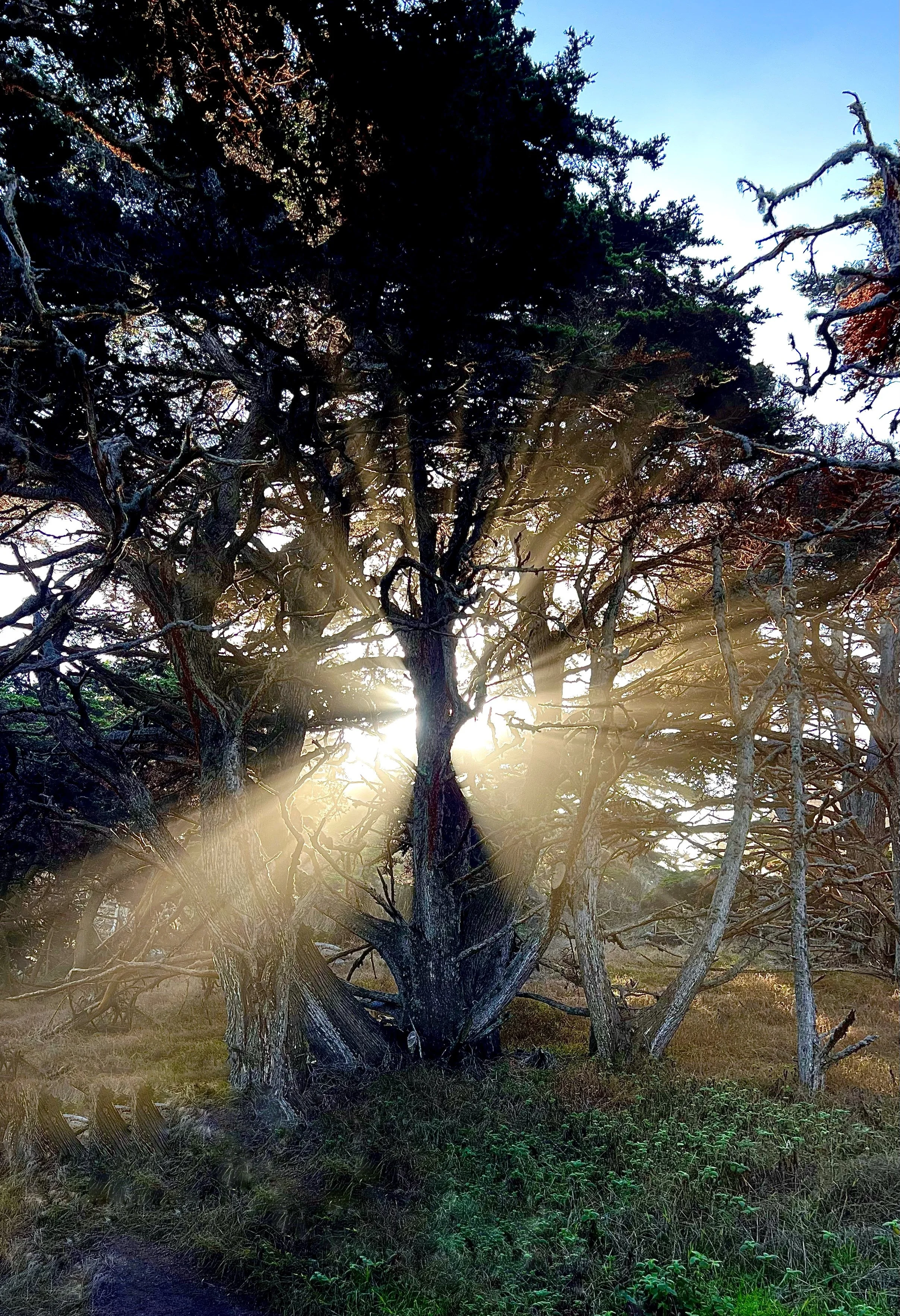 Pt. Lobos, Early Morning