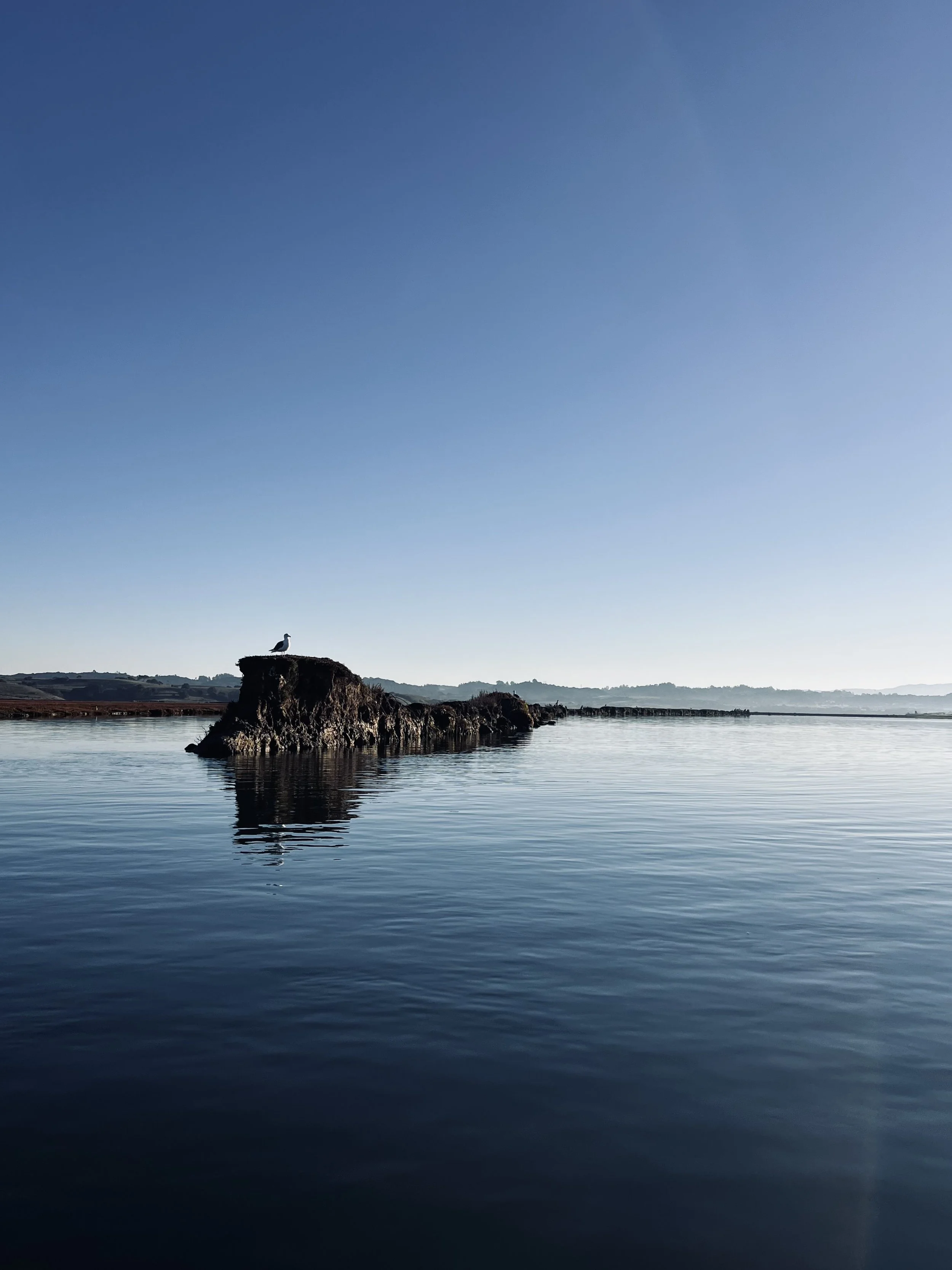 Early Morning, Elkhorn Slough
