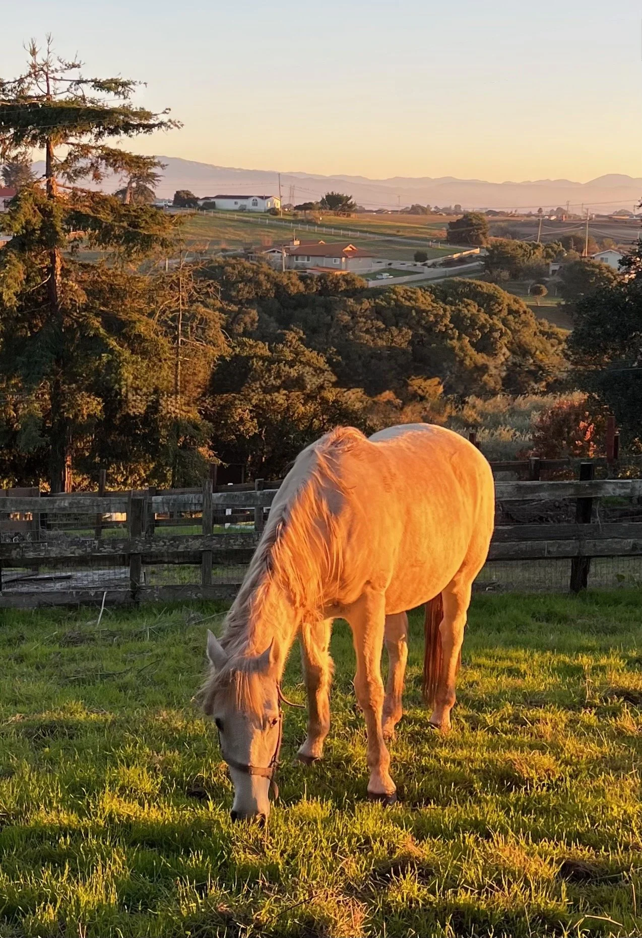 Golden Hour, Golden Horse