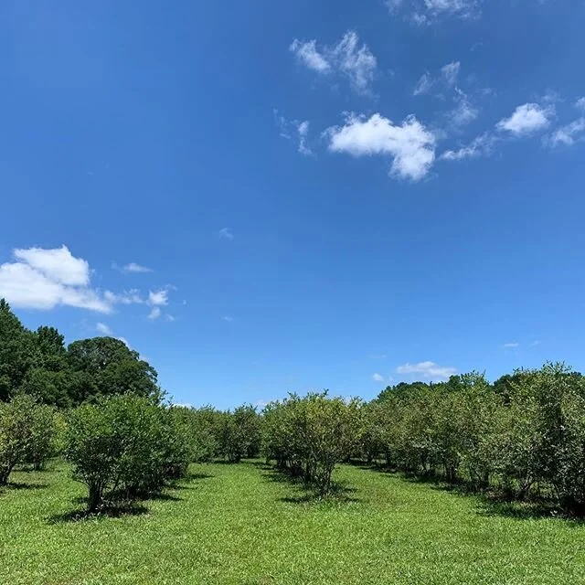 Open today 8-8, CLOSED TOMORROW (SUNDAY)!!!
We also have prepacked pints $5 and quarts $10 for sale today only!!
Message or text me to pick up!
#wildfernranch #blueberriesfordays #gatherandgrow