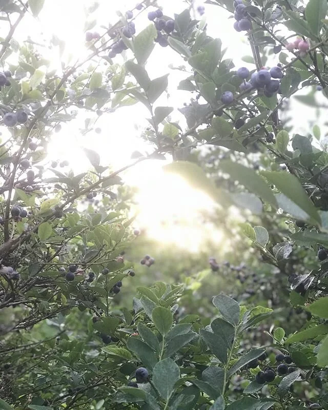 Week 3!  We are open 8-8 Monday through Friday for pick your own!

Order forms are open until Monday at 6PM!  Plan ahead for your holiday weekend! 
WE WILL NOT BE AT SERENBE MARKET THIS WEEK AND WILL BE CLOSED 7/4-7/6!

Delivery day TBD (wed or Thurs