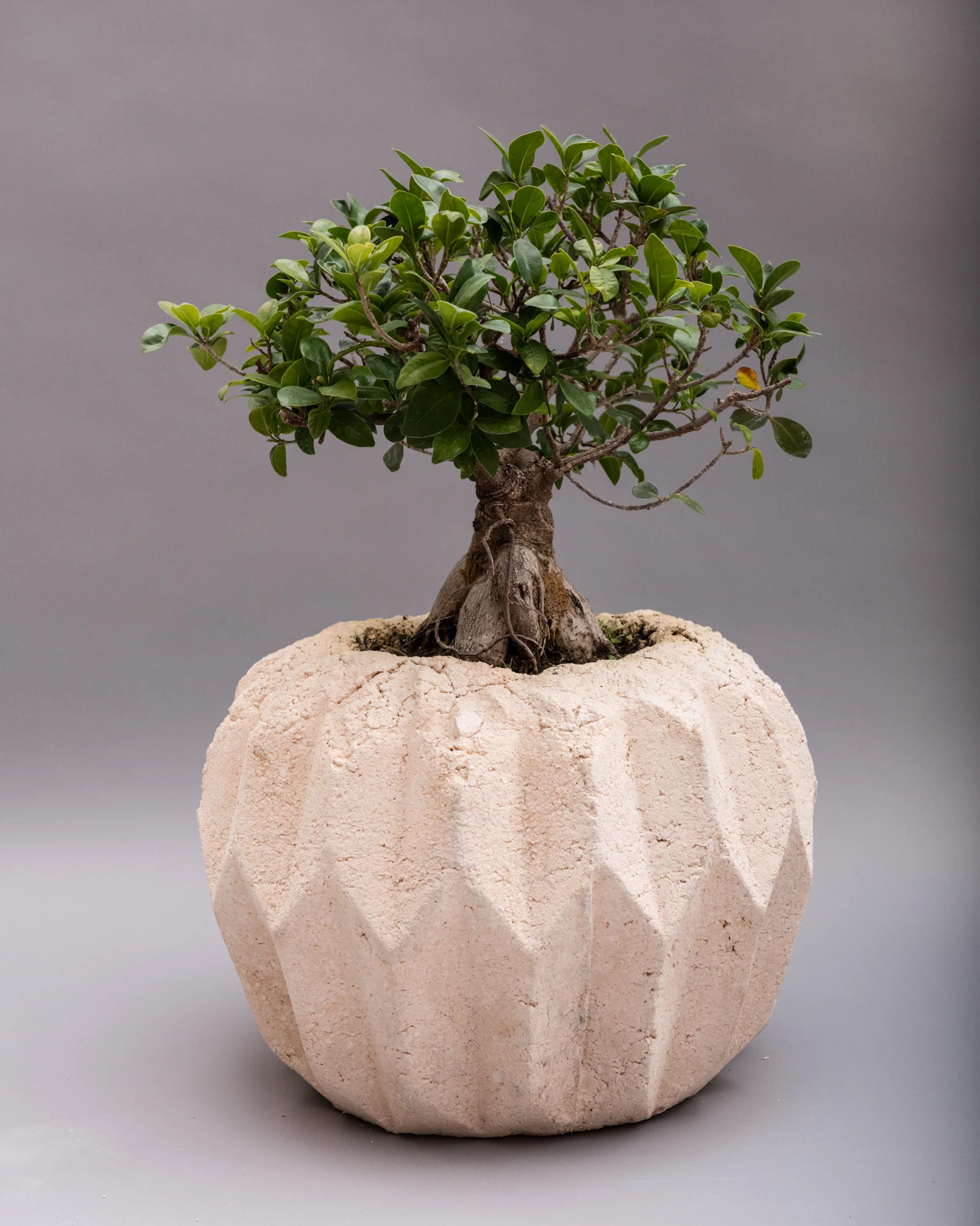General Life.Pulp planter-1.jpg