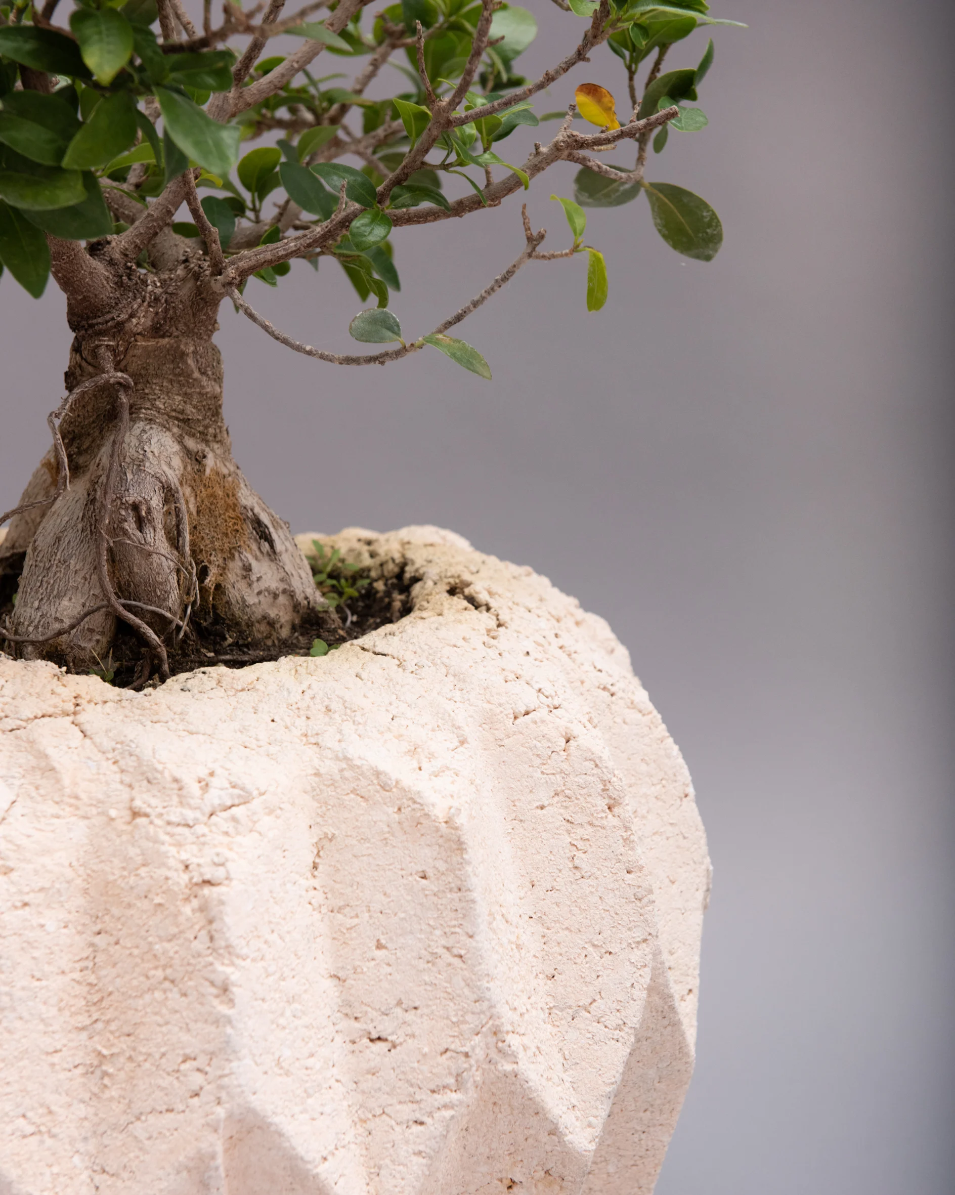 General Life.Pulp planter-2.jpg
