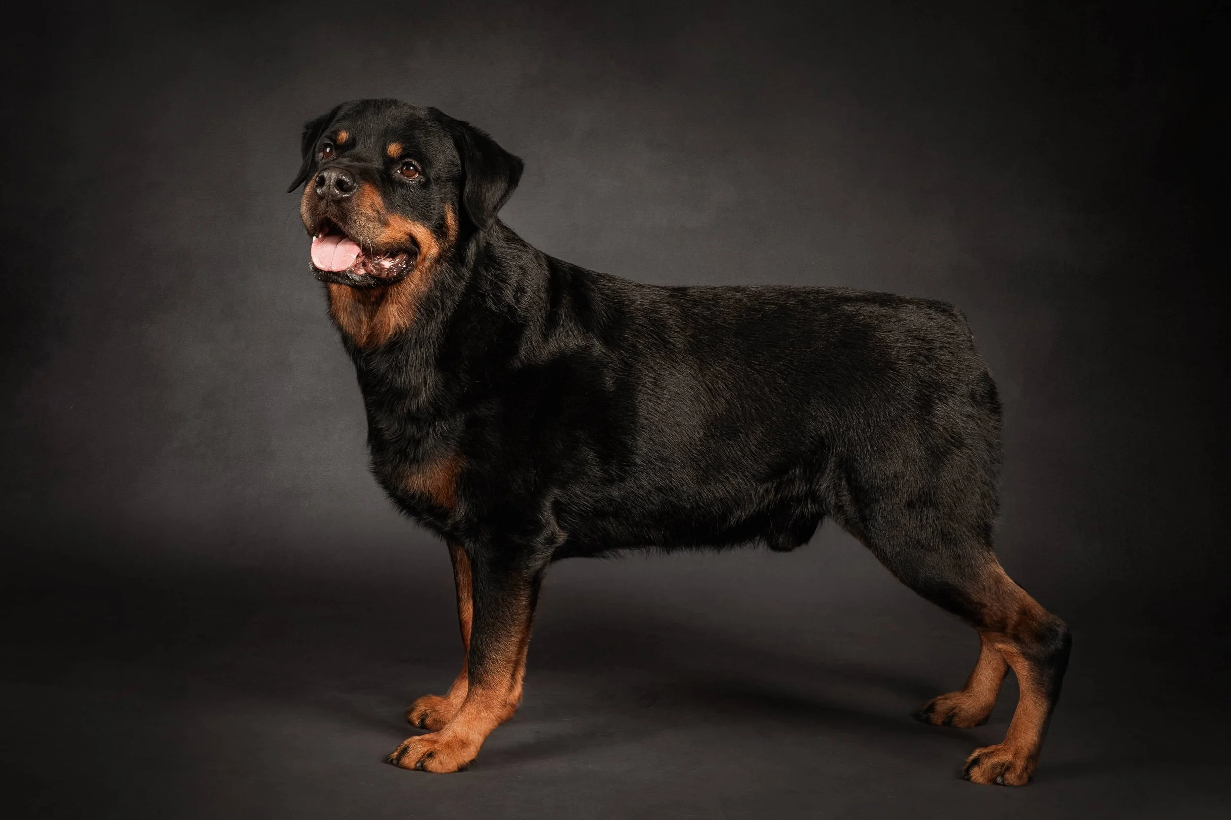 Core Rottweilers The Pet + People Photographer, Ohio