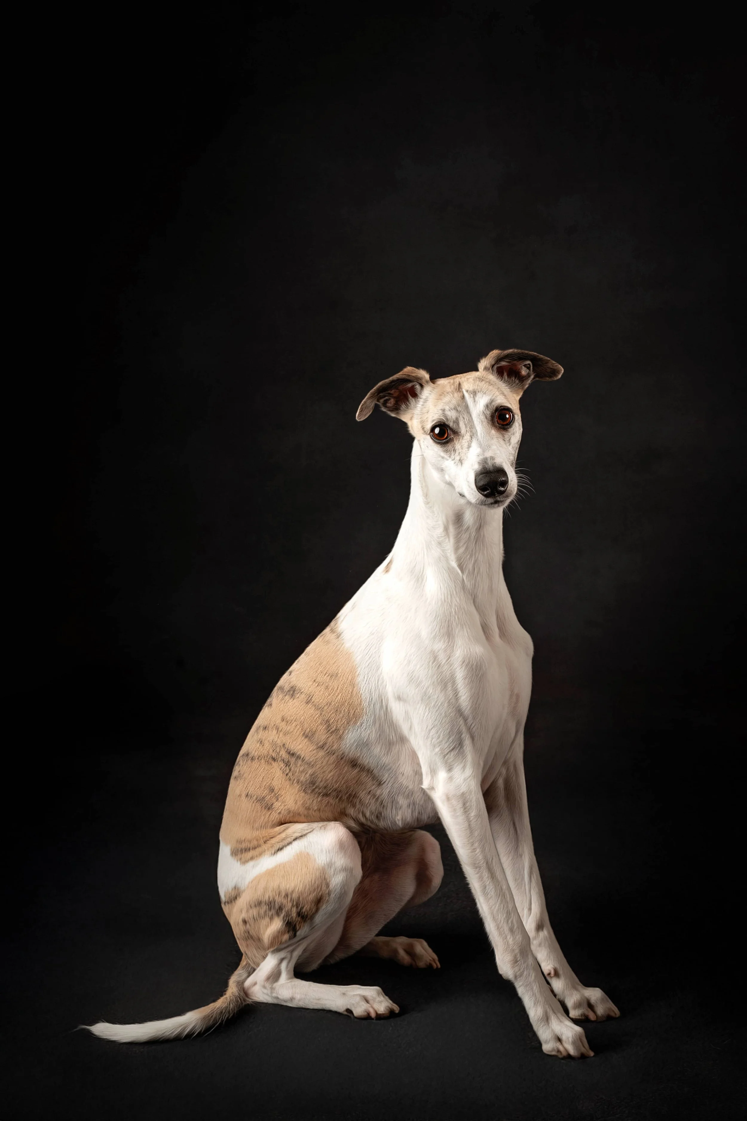 Whippet (1).jpg