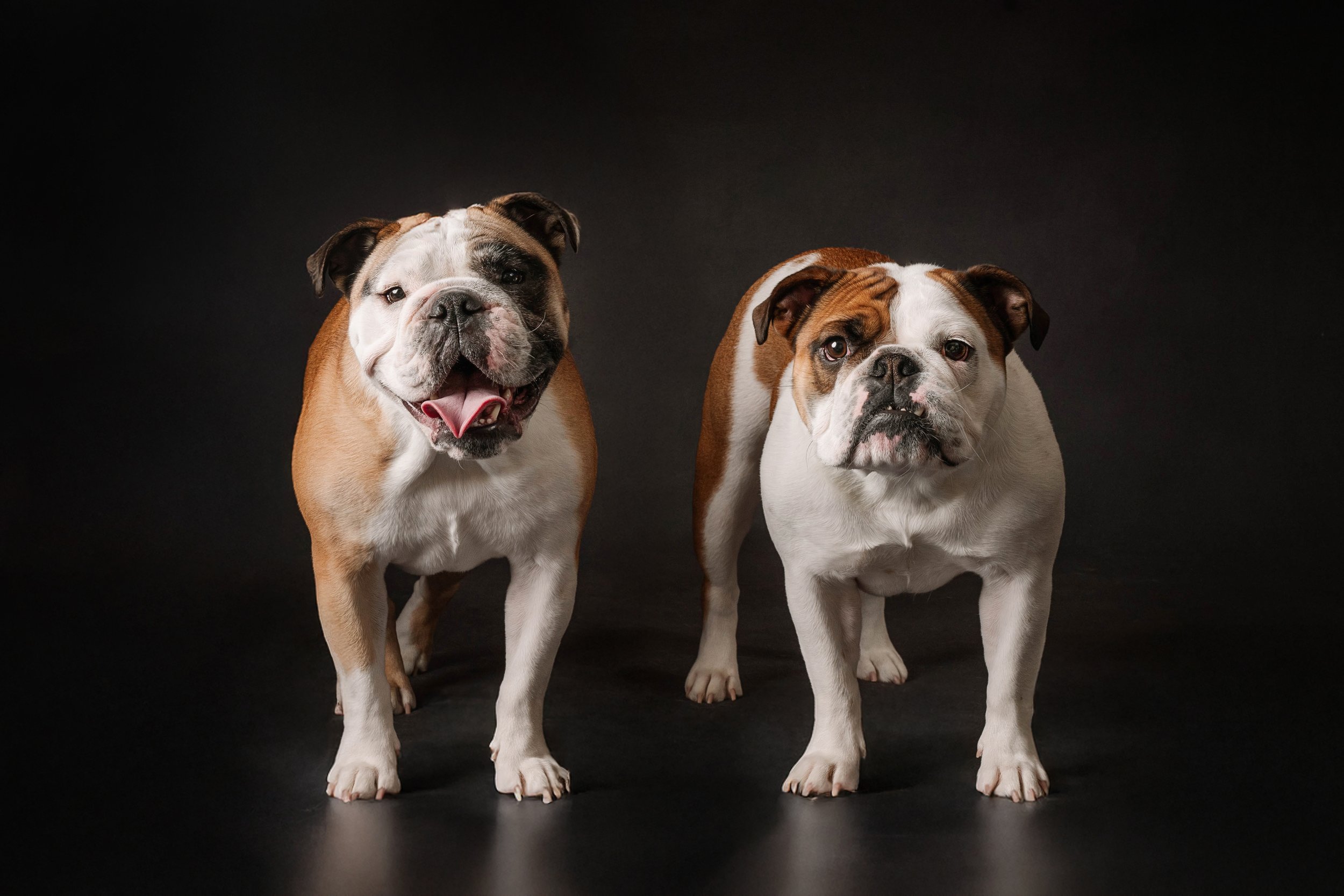 Bulldogs (3).jpg