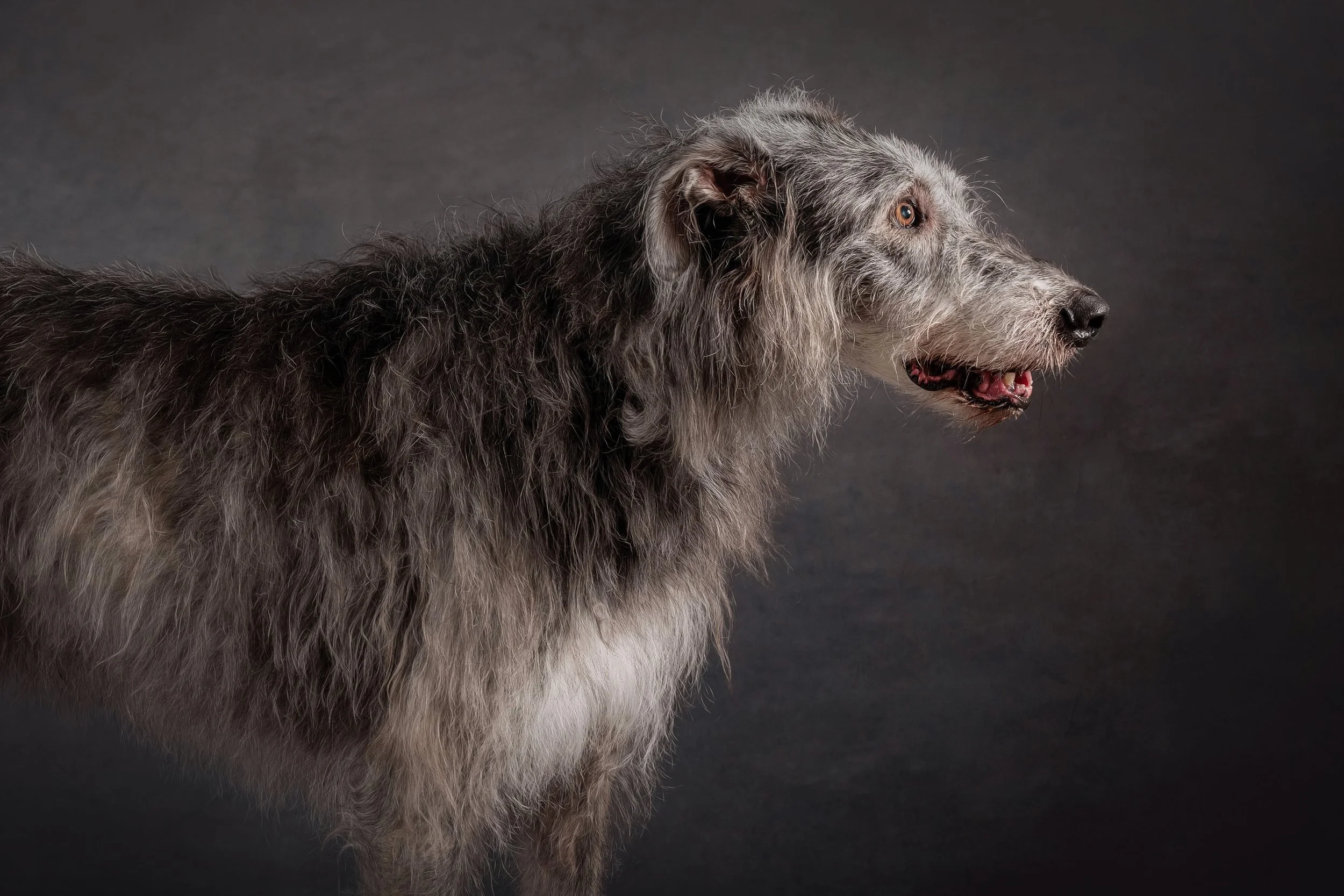 Irish Wolfhound (1).jpg