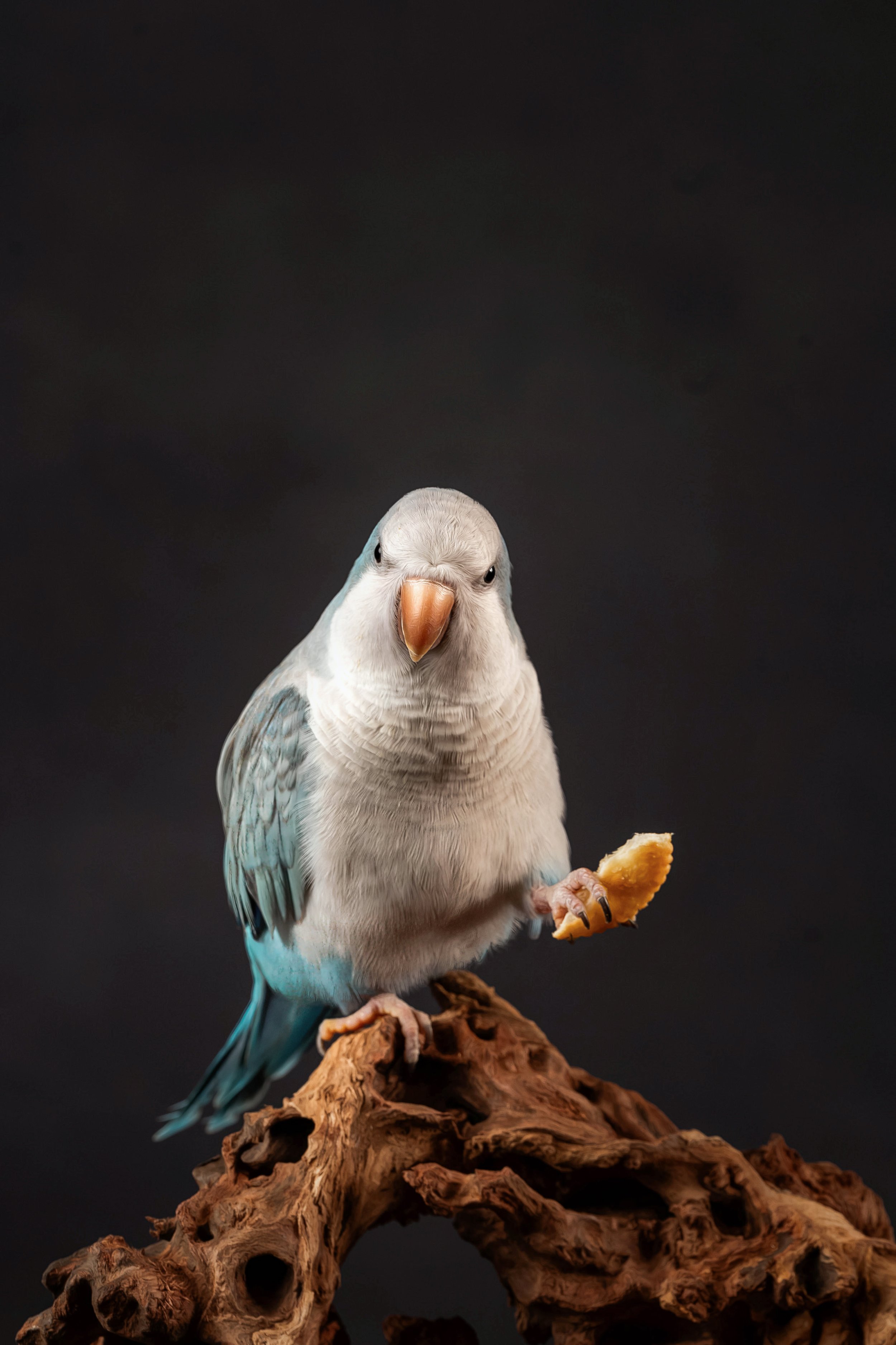 Quaker Parrots (2).jpg