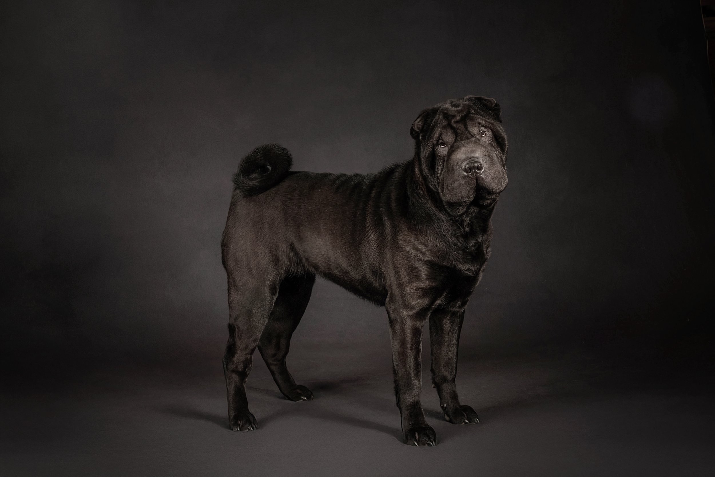 SharPei (1).jpg