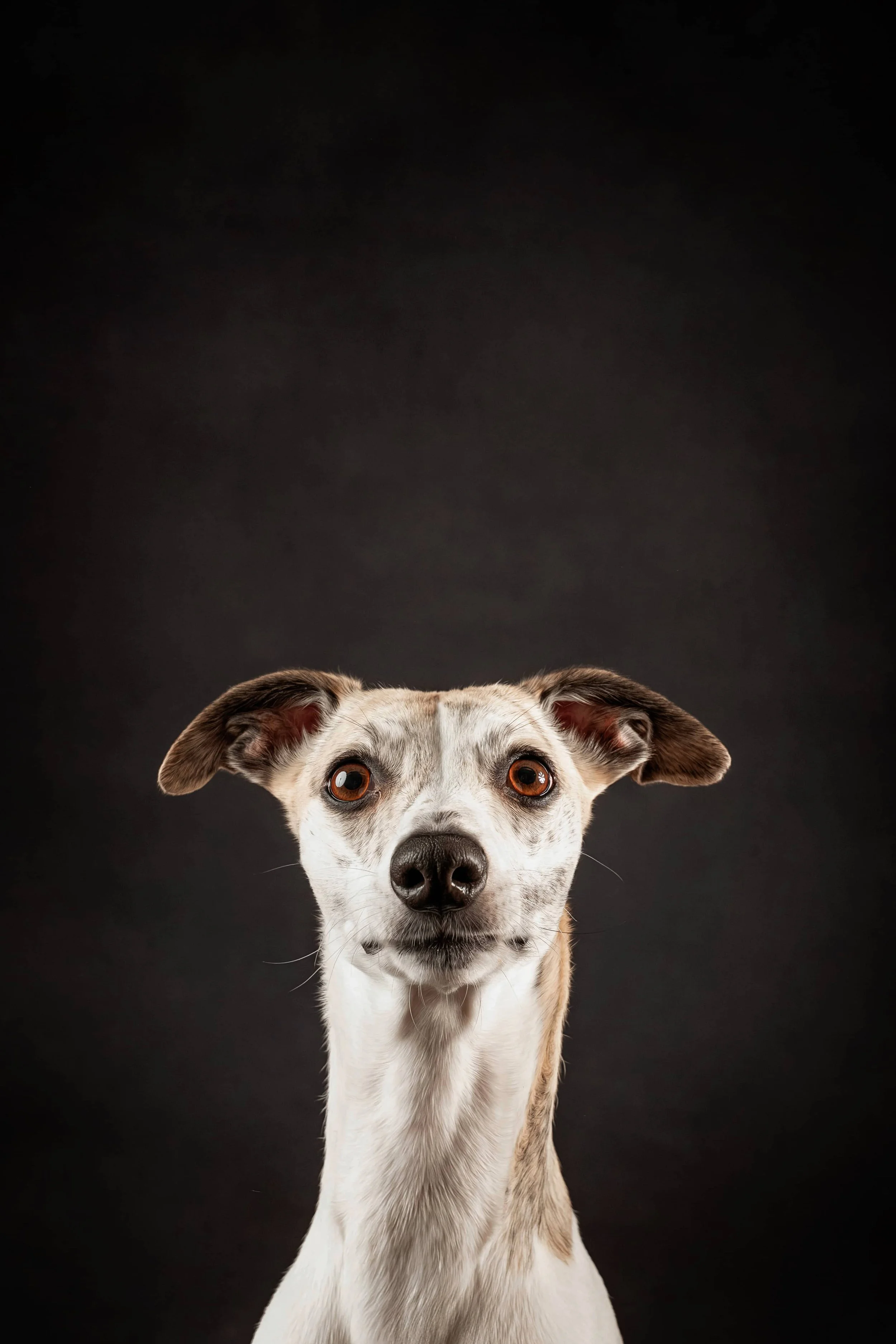 Whippet (2).jpg