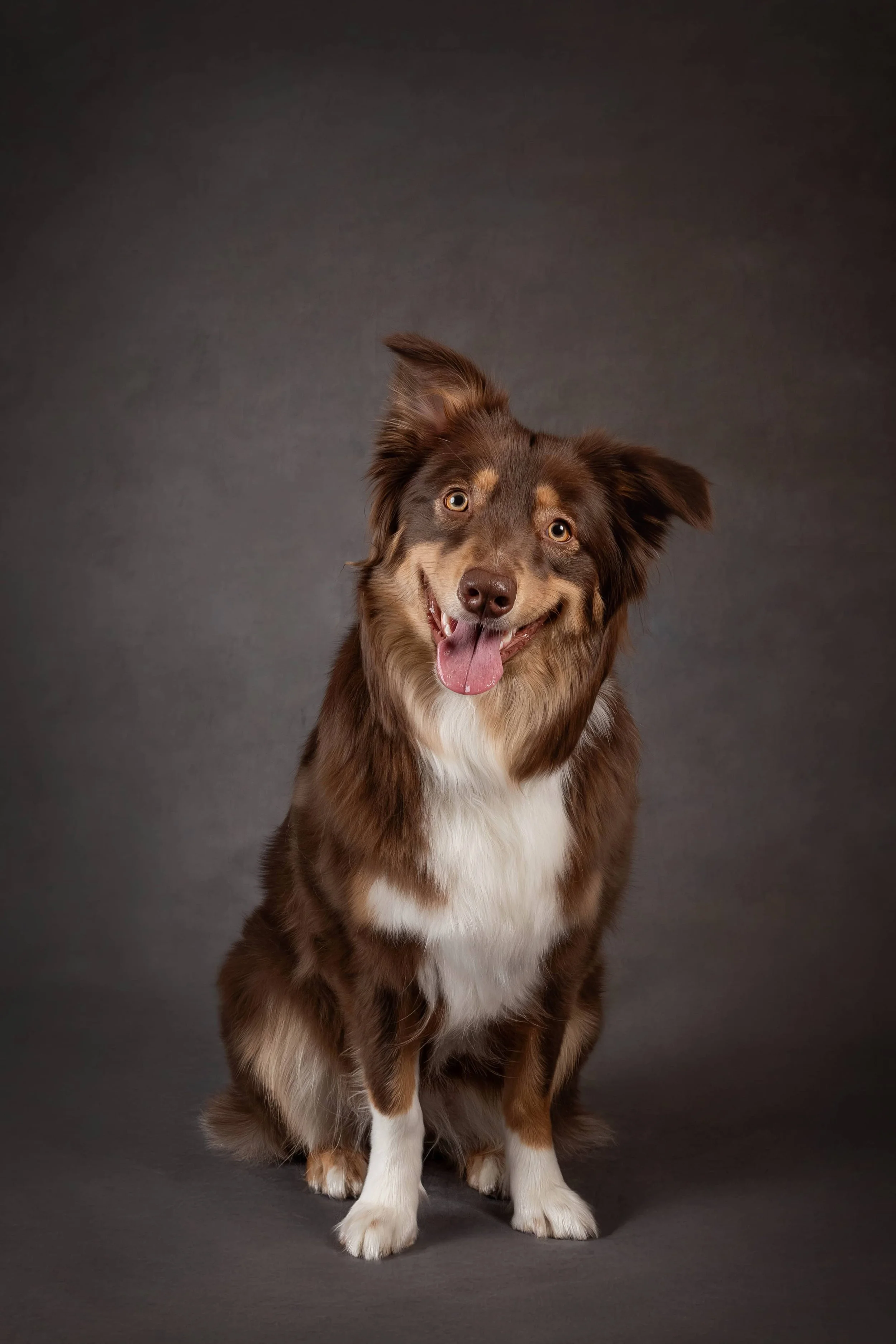 Australian Shepherd Brown (4).jpg