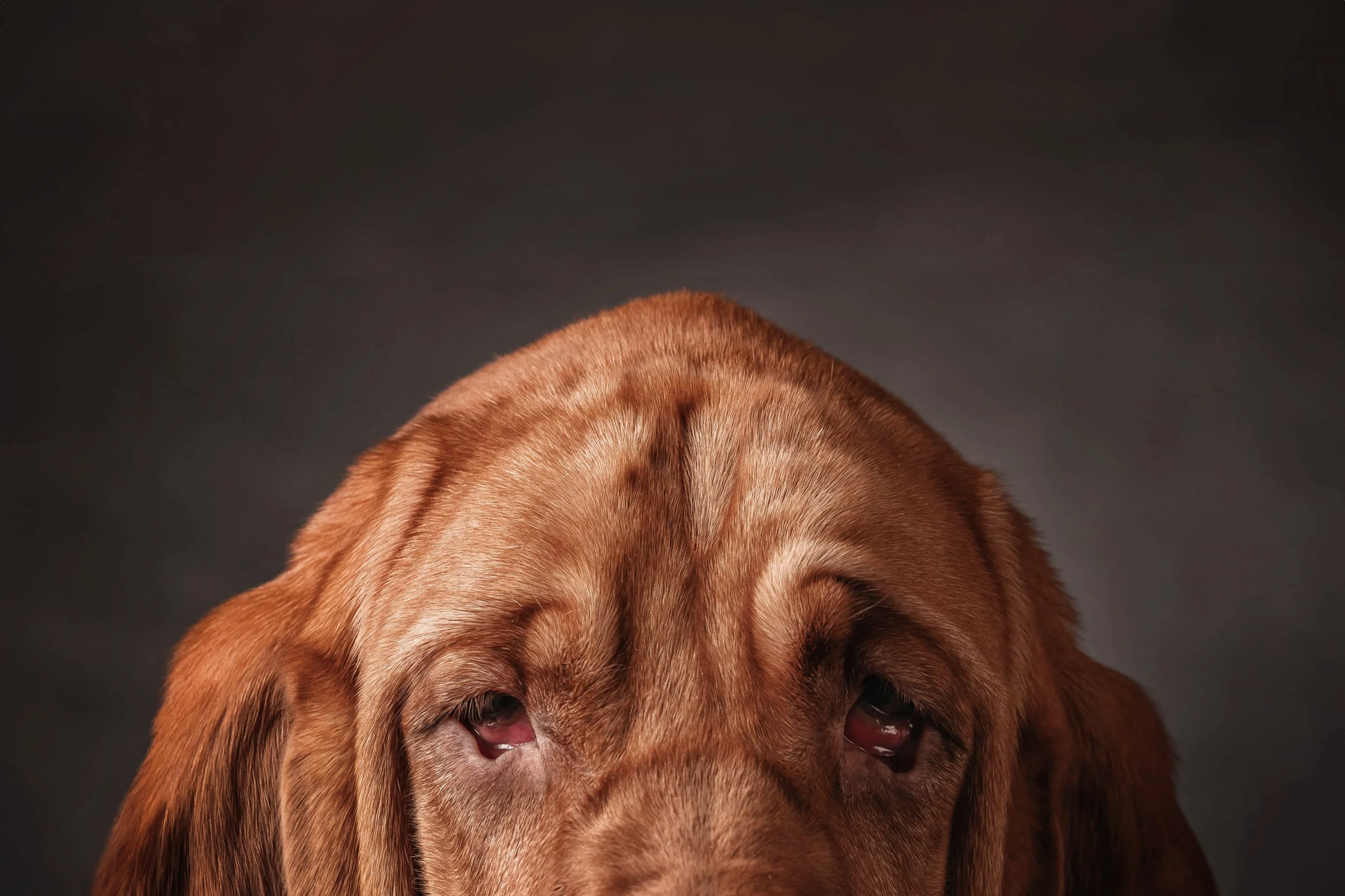 Bassett hound (6).jpg