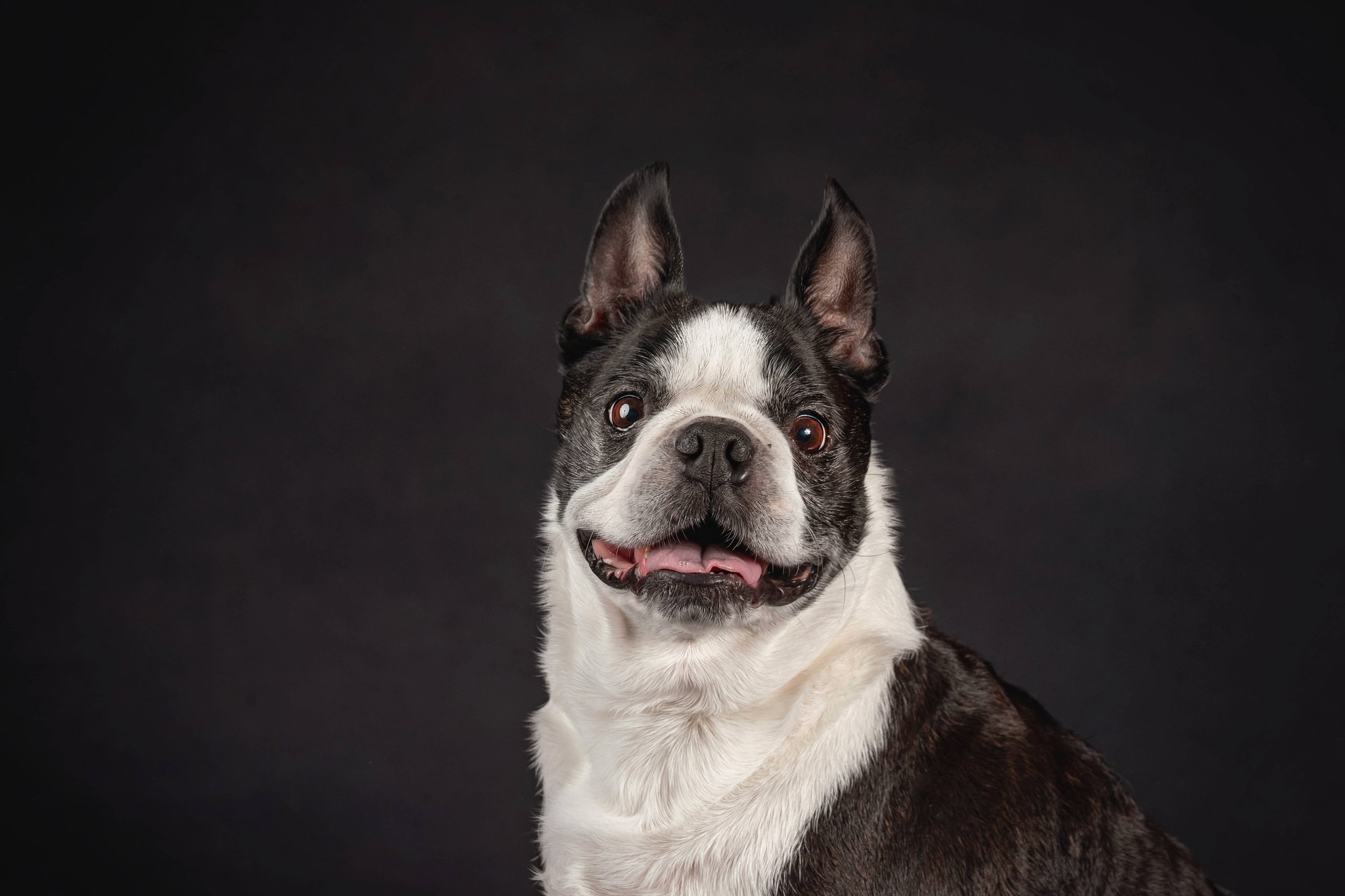 Boston Terrier.jpg