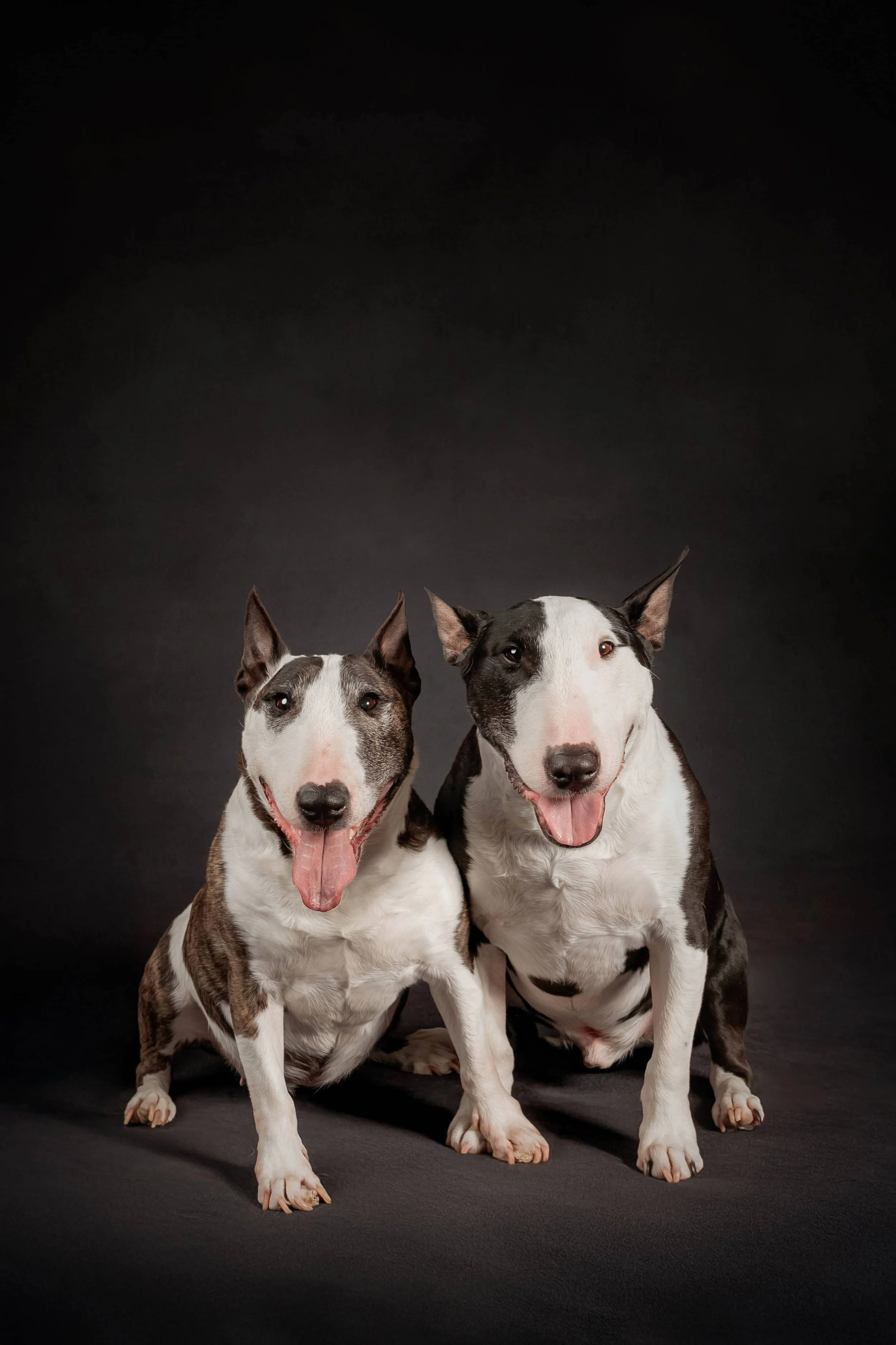 Bull Terrier.jpg