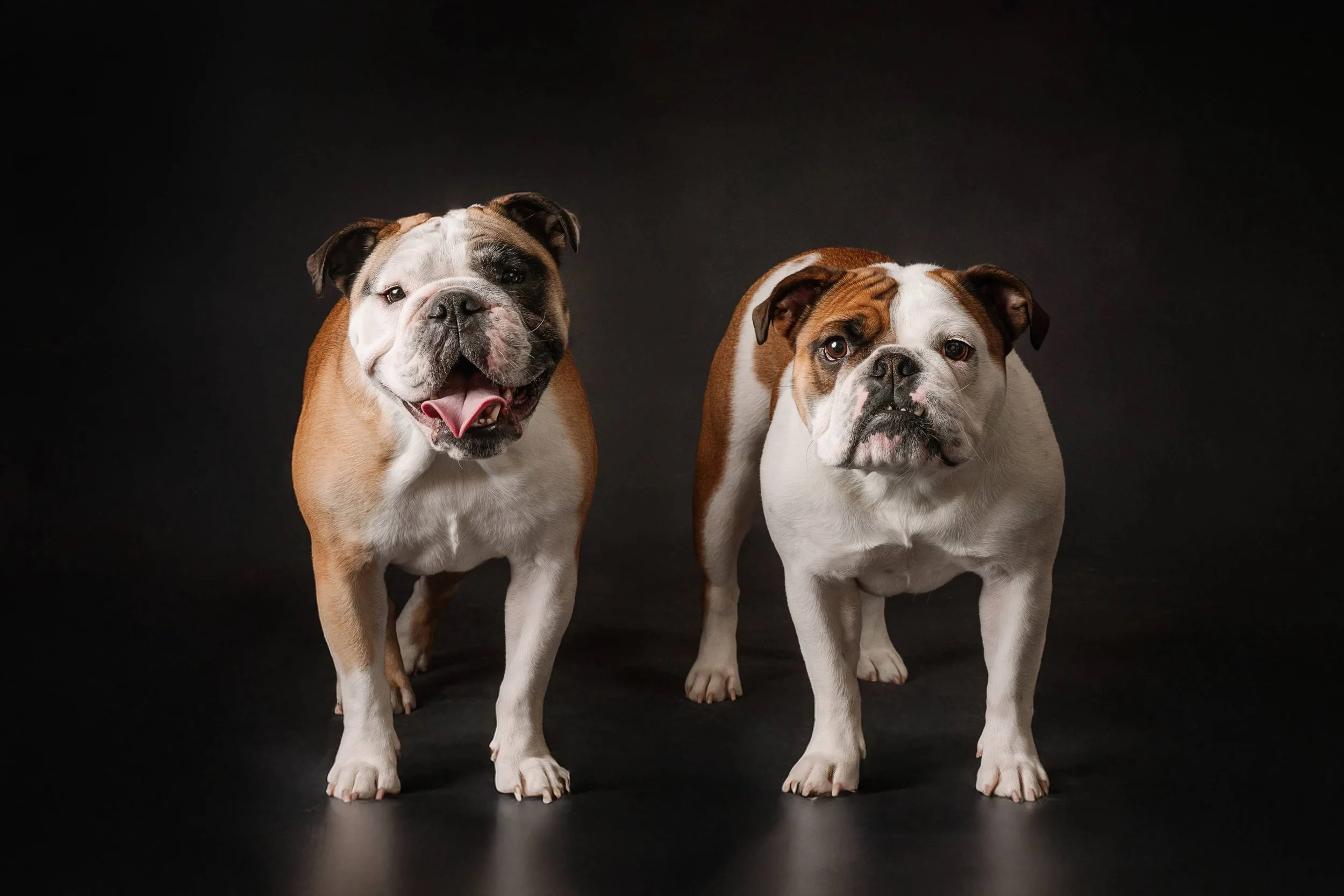 Bulldogs (3).jpg